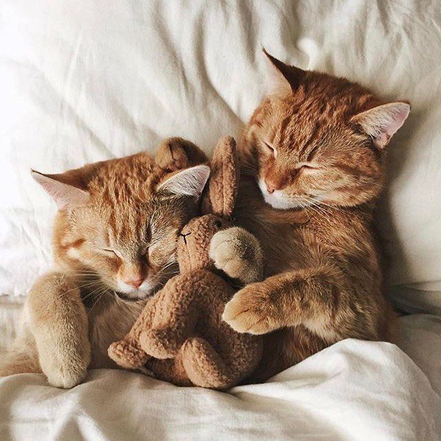 Two orange kittens taking a nap.