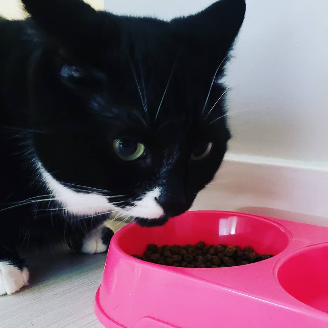 A tuxedo cat eating from a pink bowl.