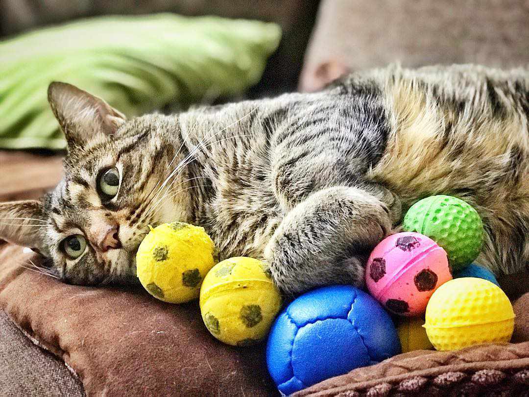 A cat surrounded by toys.