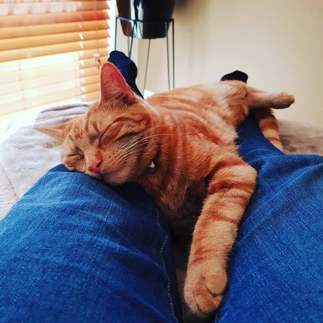 A cat cuddling on a person's legs.