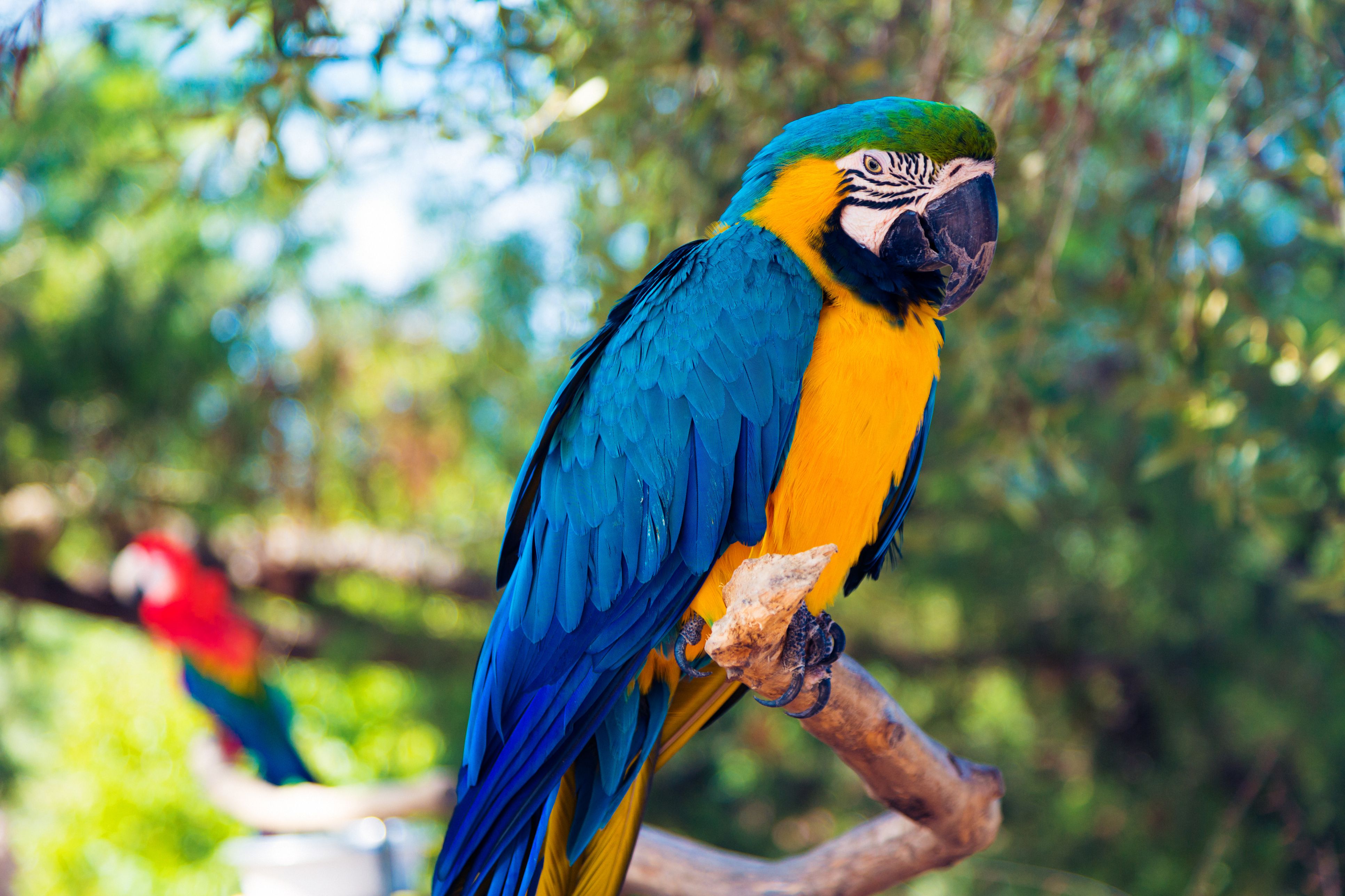 blue-and-gold macaw on a tree branch
