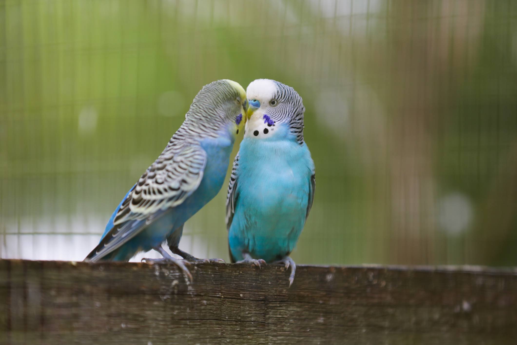 Two blue budgies on a piece of wood