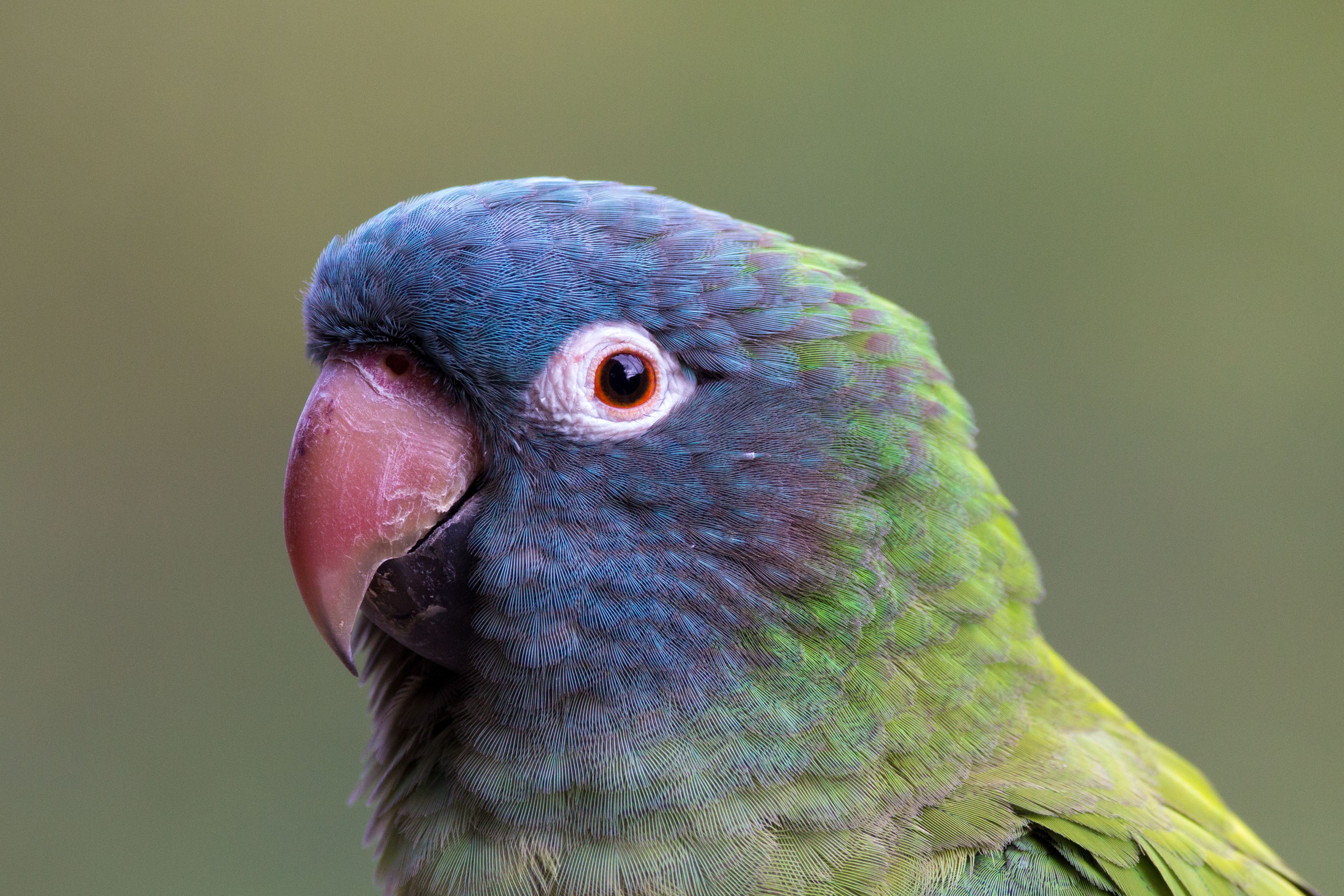 Blue-crowned conure