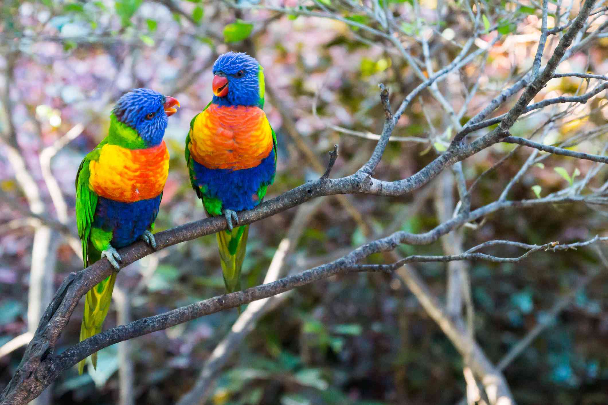 two lorikeets perched on a branch