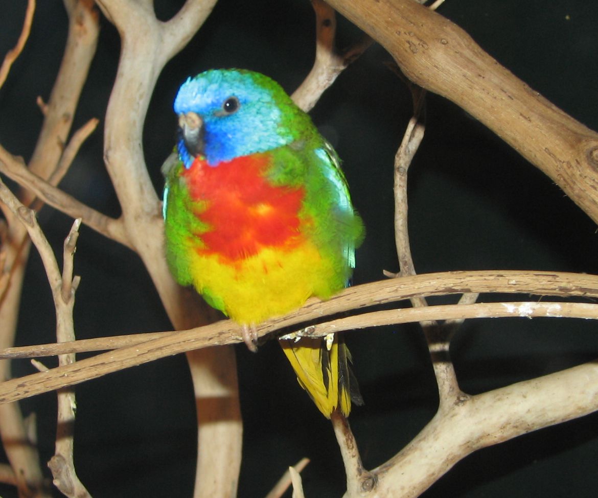scarlet-chested parakeet on a branch