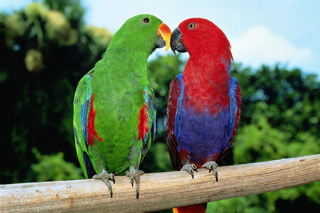 male and female eclectus parrots on a perch