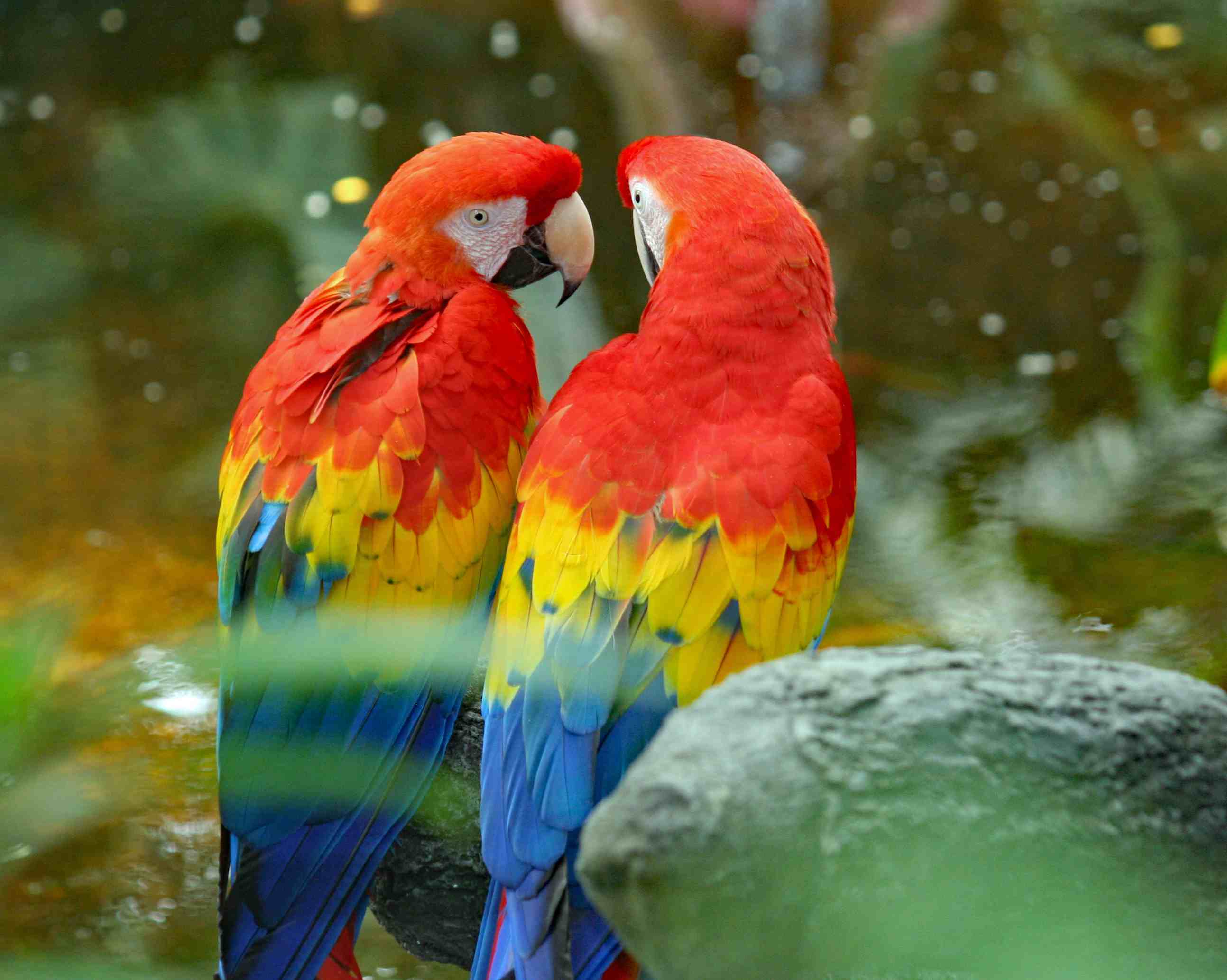 two scarlet macaws sitting together