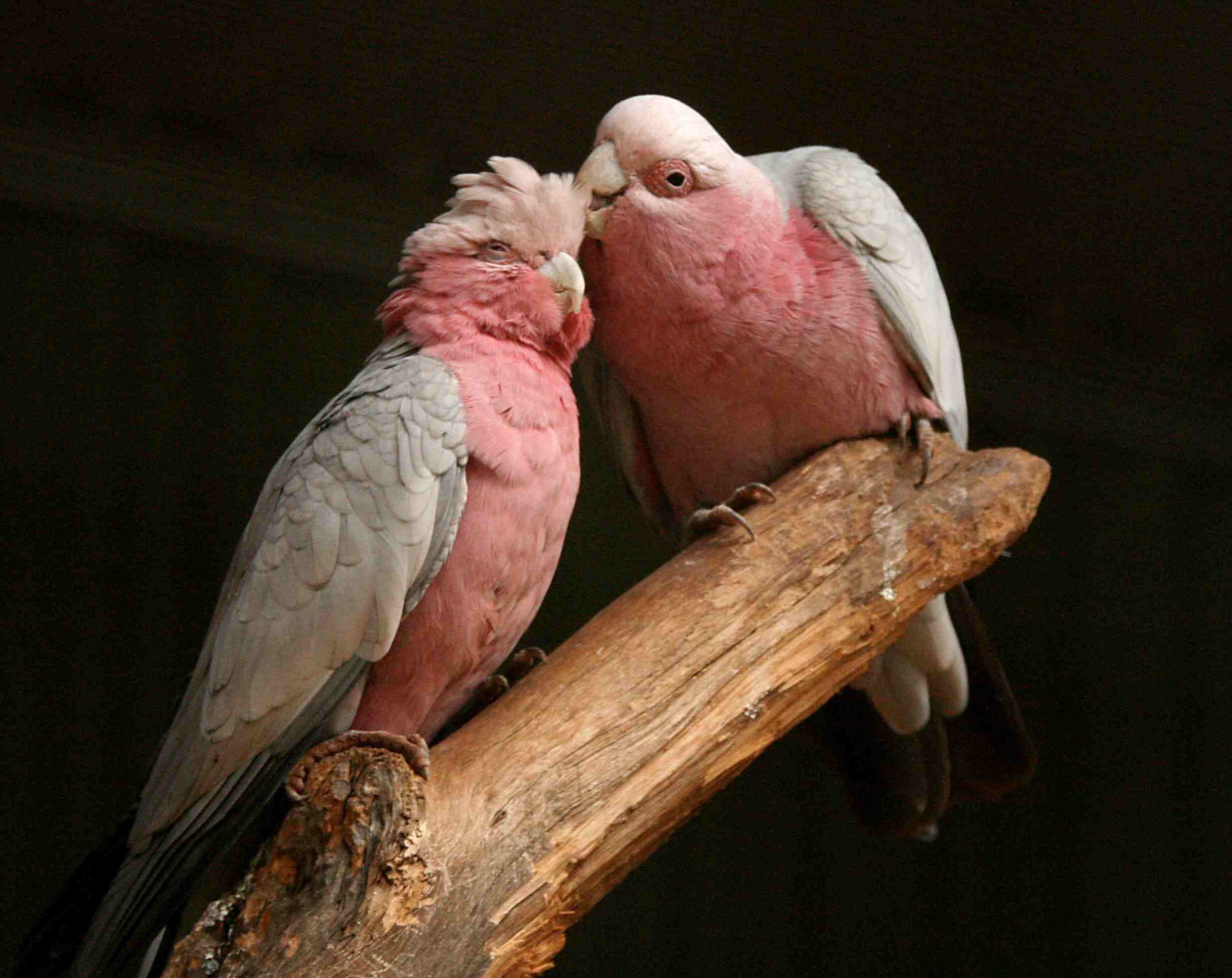 A pair of rose-breasted cockatoos on a branch