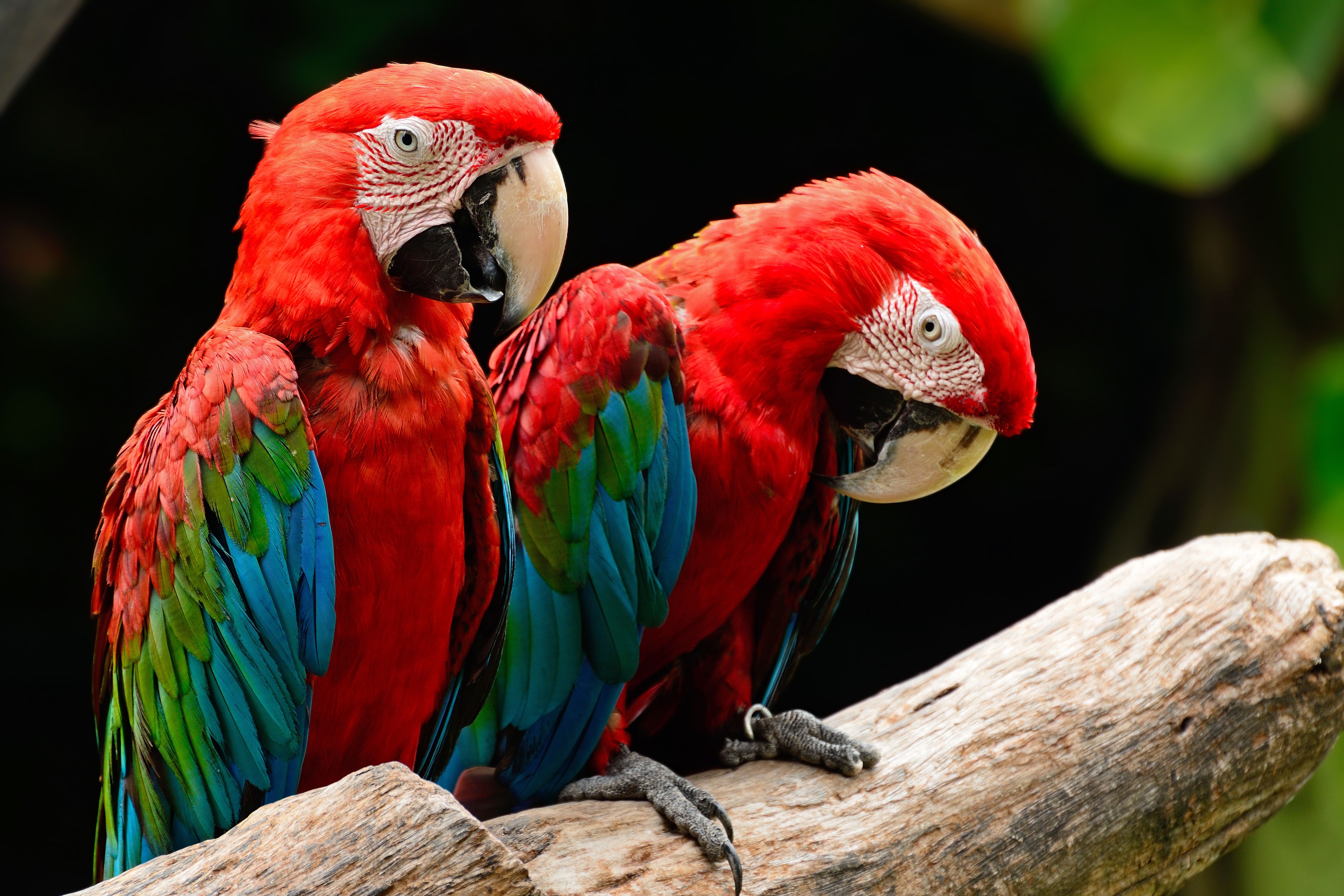 two green-winged macaws on a branch