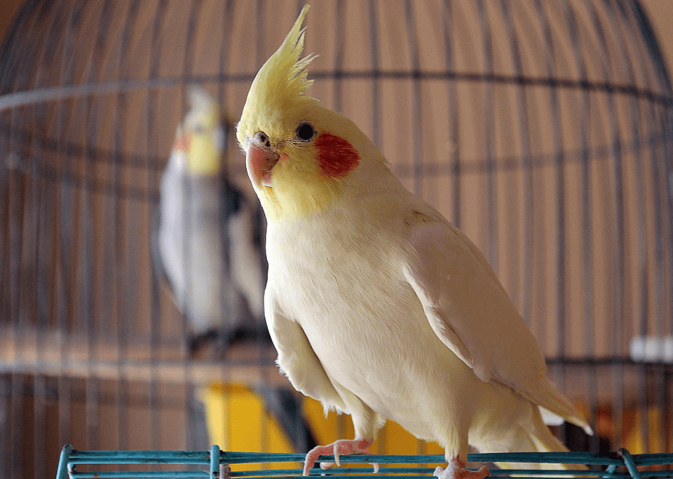 white cockatiel outside a cage and a gray cockatiel in a cage