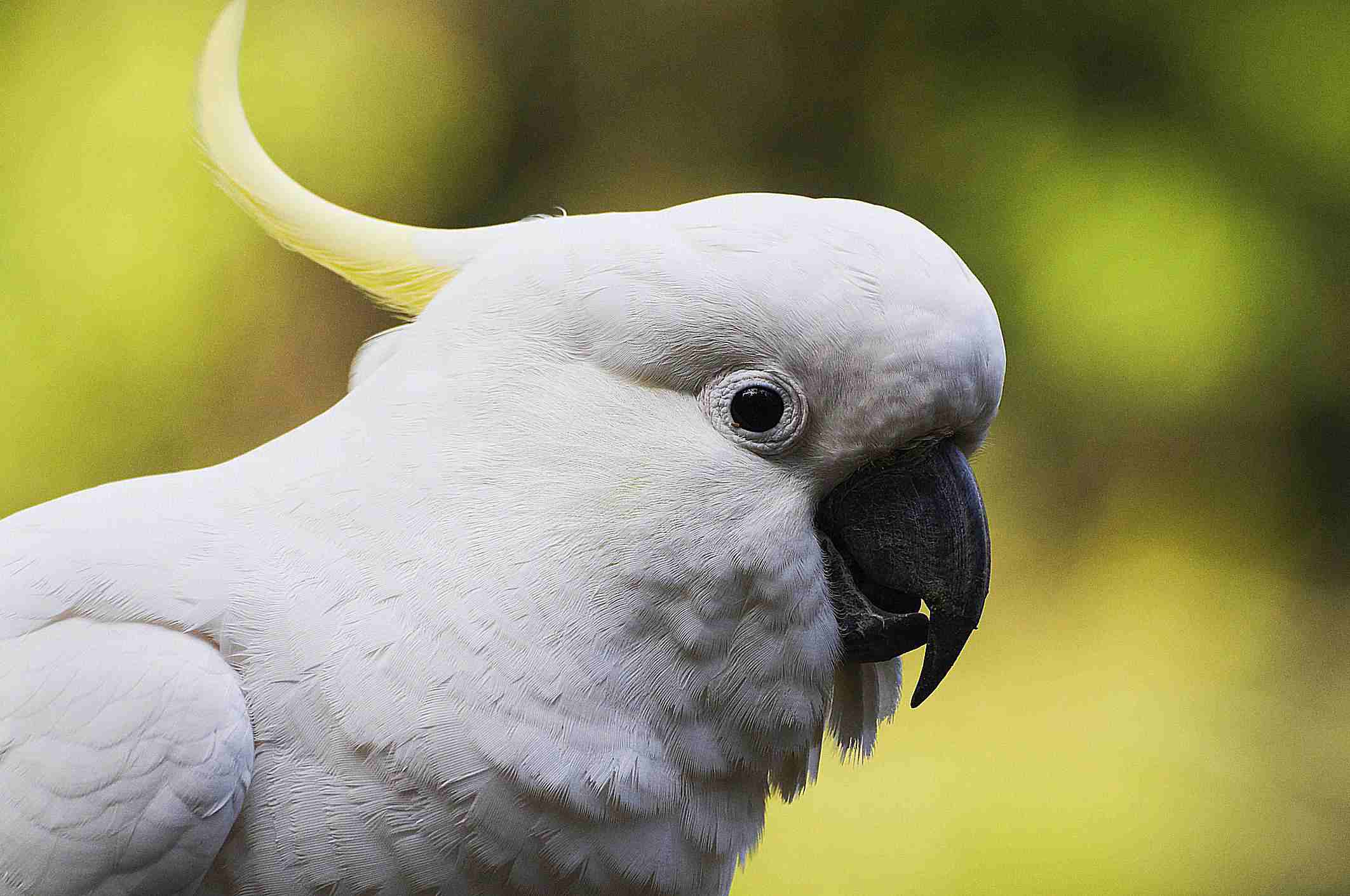 Close-up shot of a cockatoo