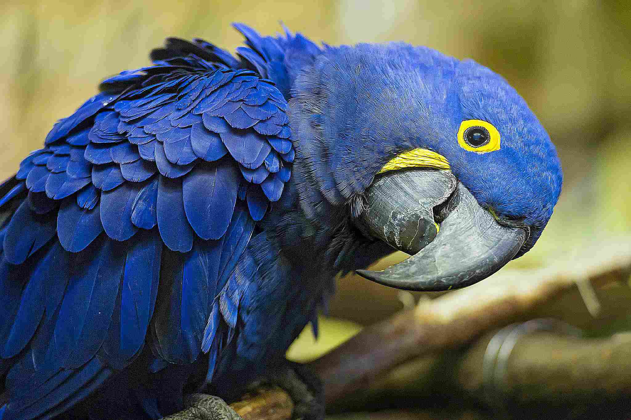 Close-up shot of a hyacinth macaw