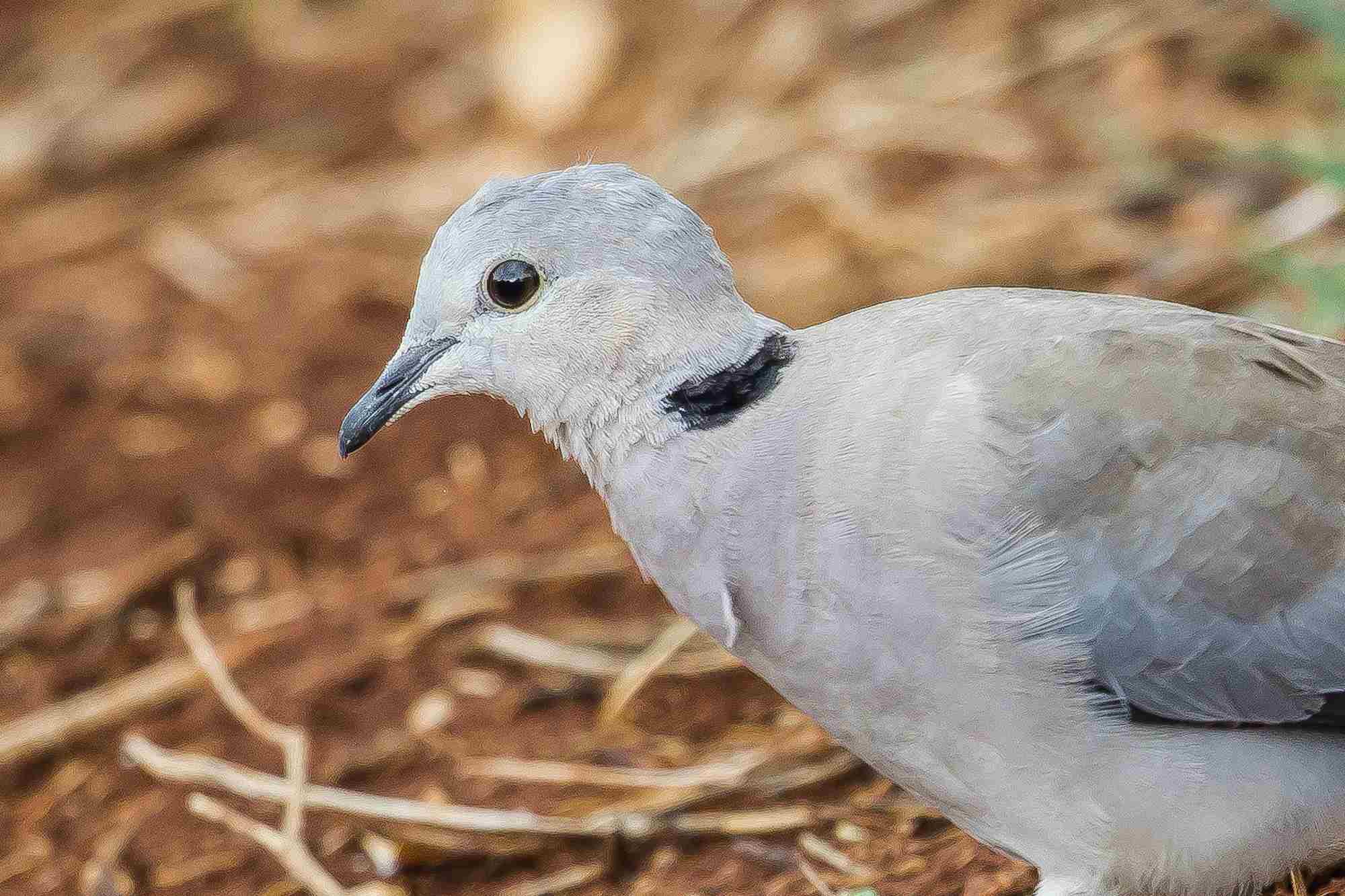 Ring-necked dove on the ground