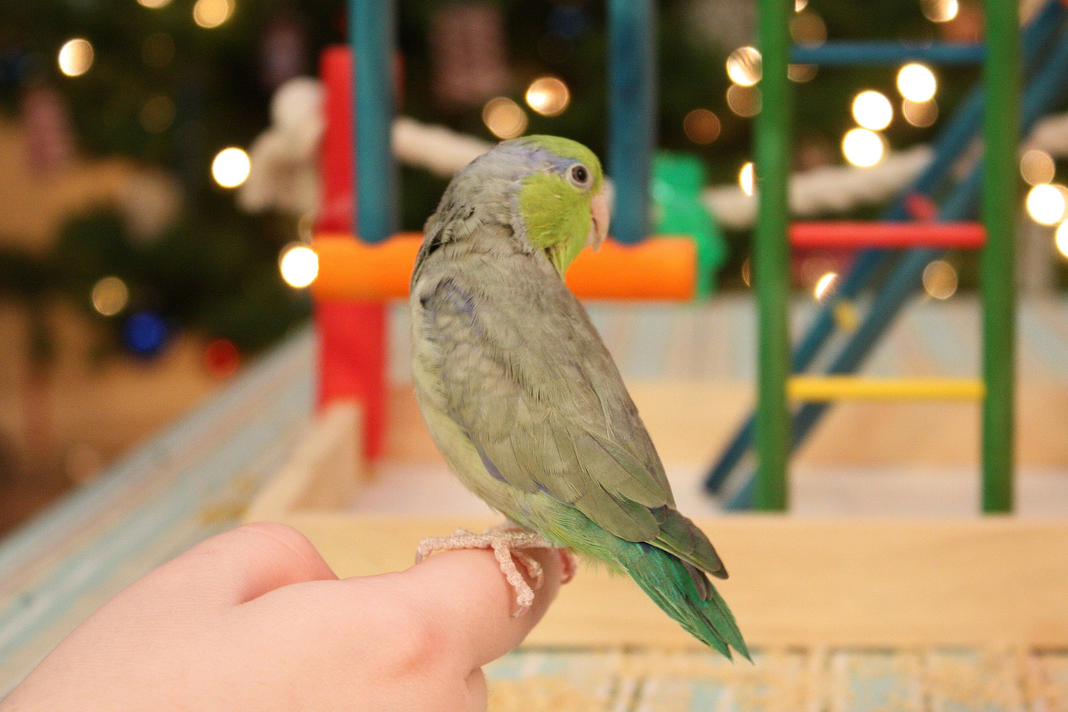 Green parrotlet sitting on a person's finger