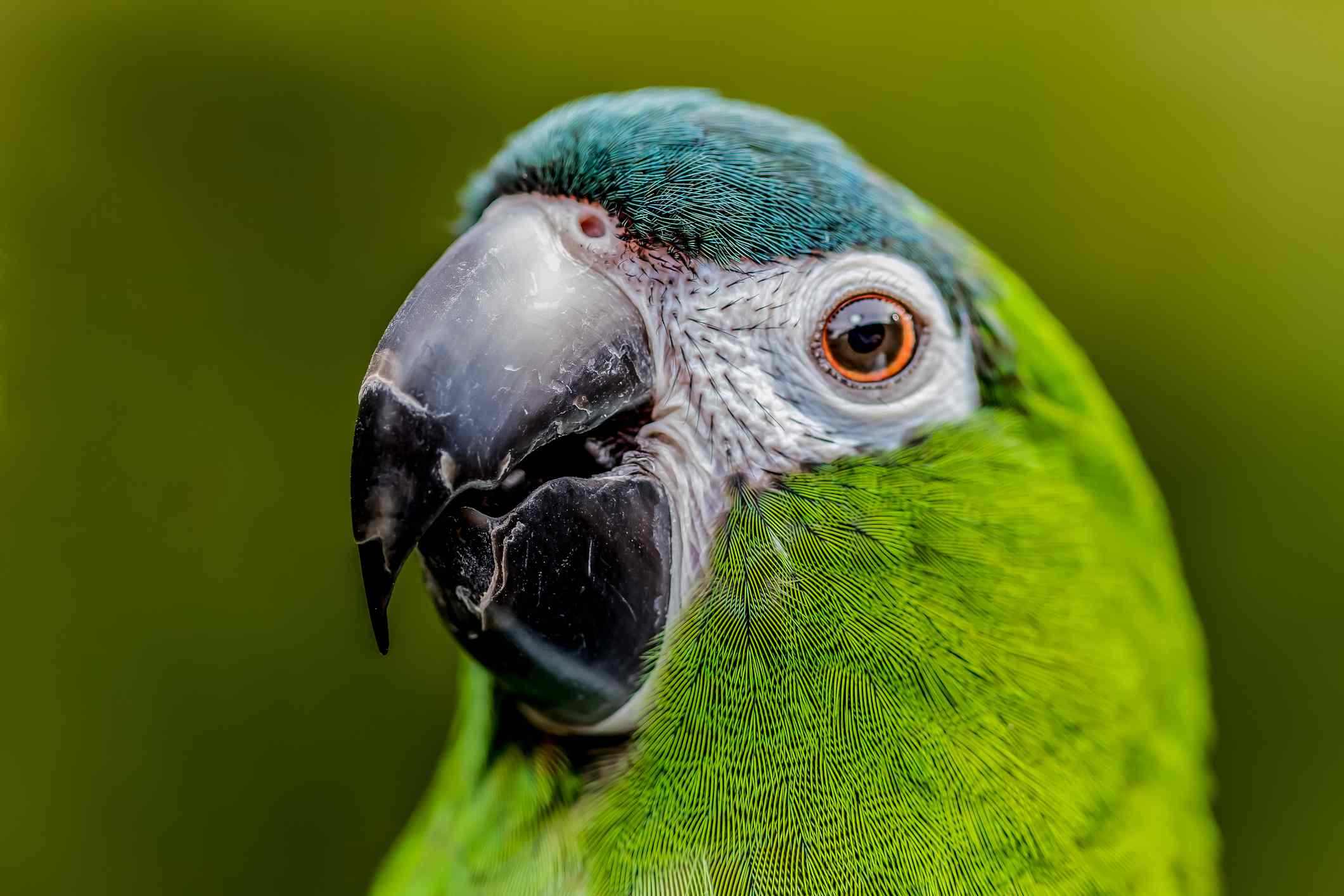 Hahn's macaw face