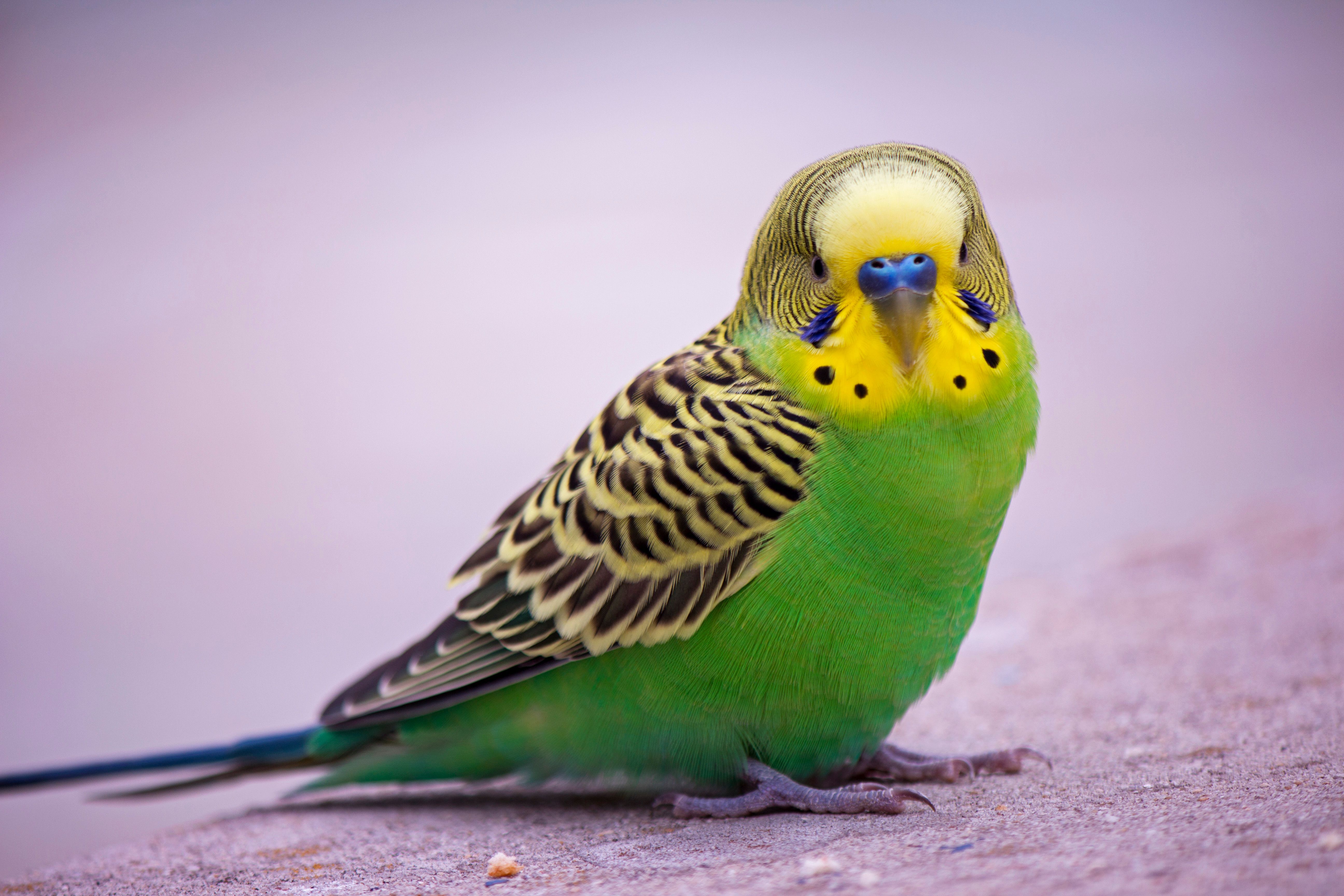 Green budgie sitting on the floor