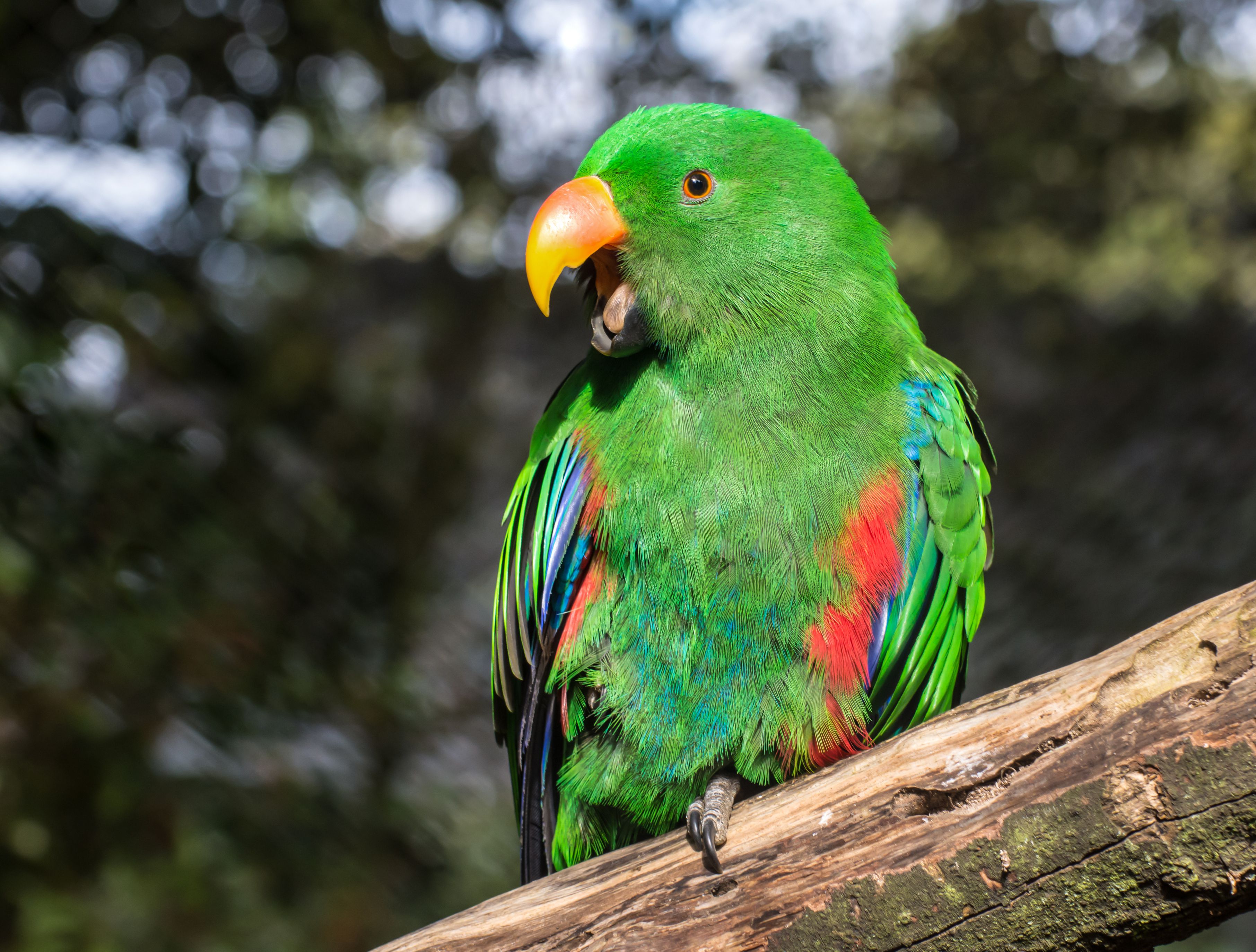Green eclectus parrot perched on a branch