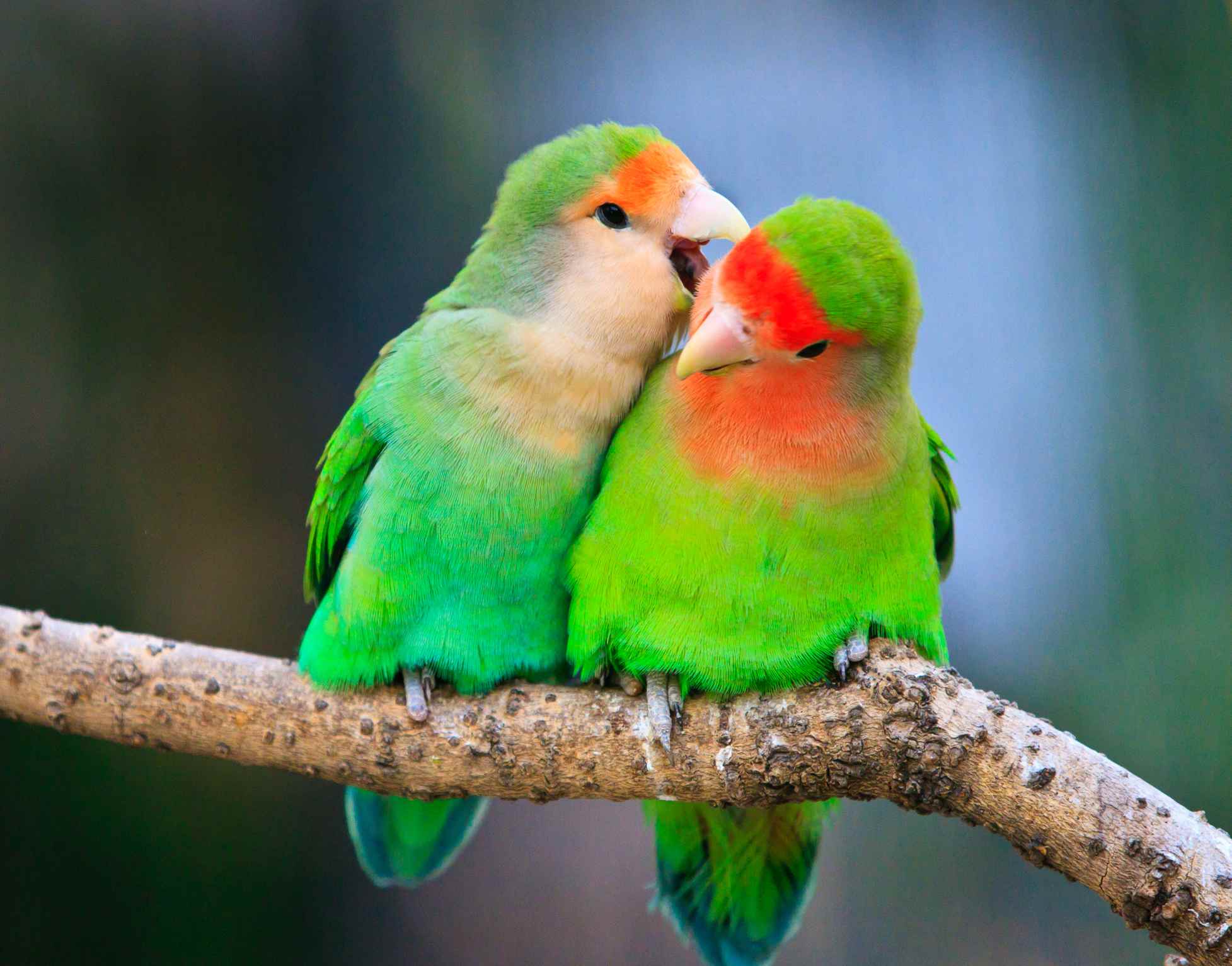 Two peace-faced lovebirds