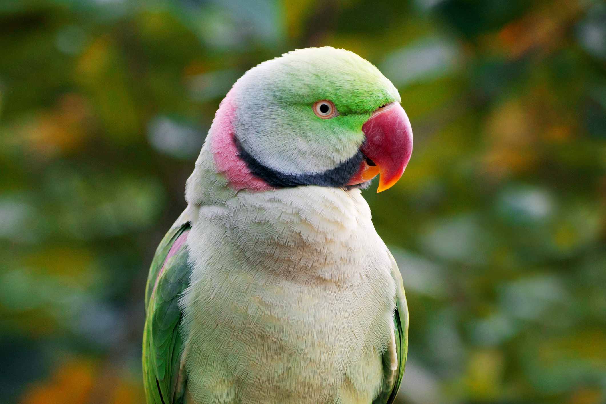 Portrait of an Indian ringneck parakeet