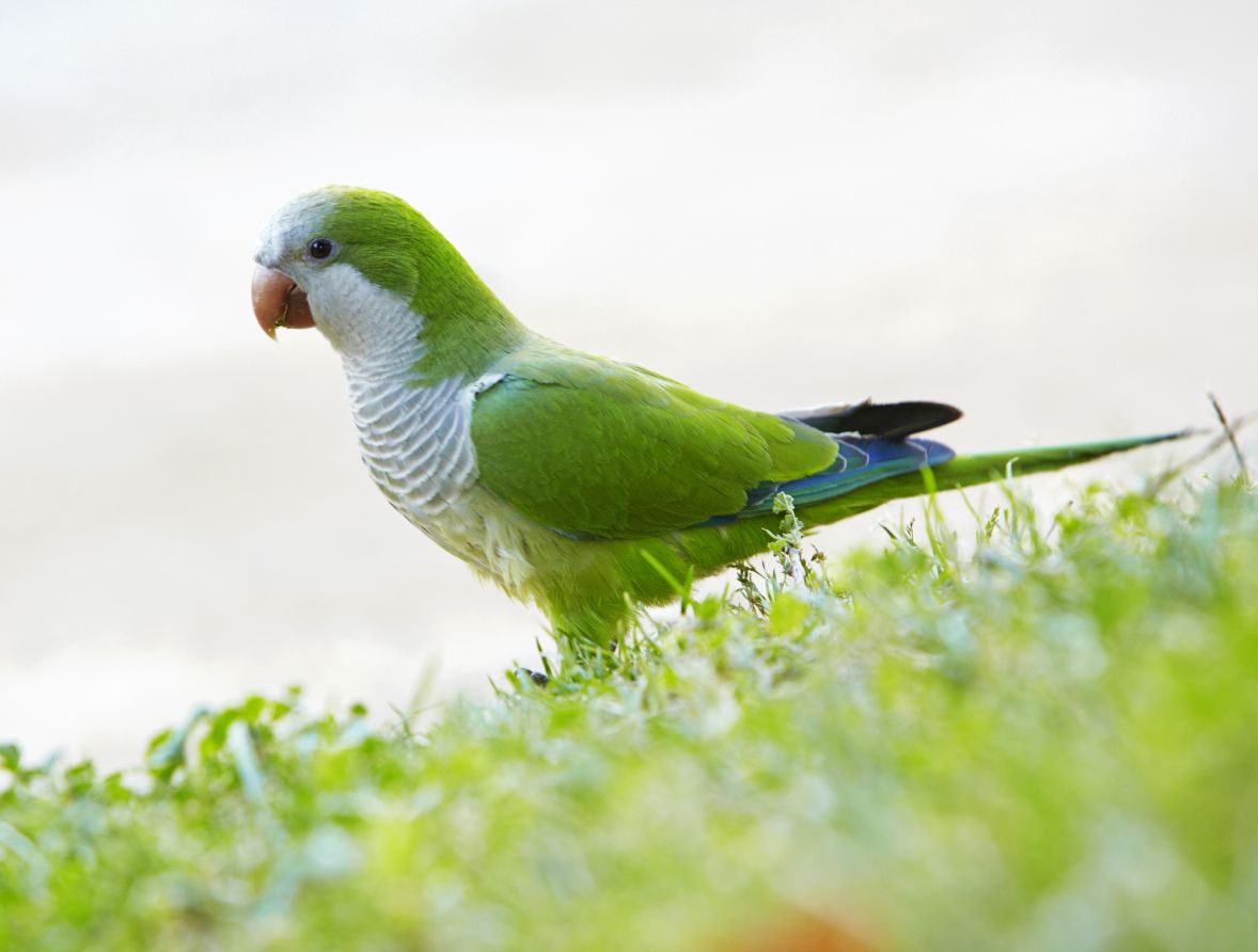 green Quaker parrot