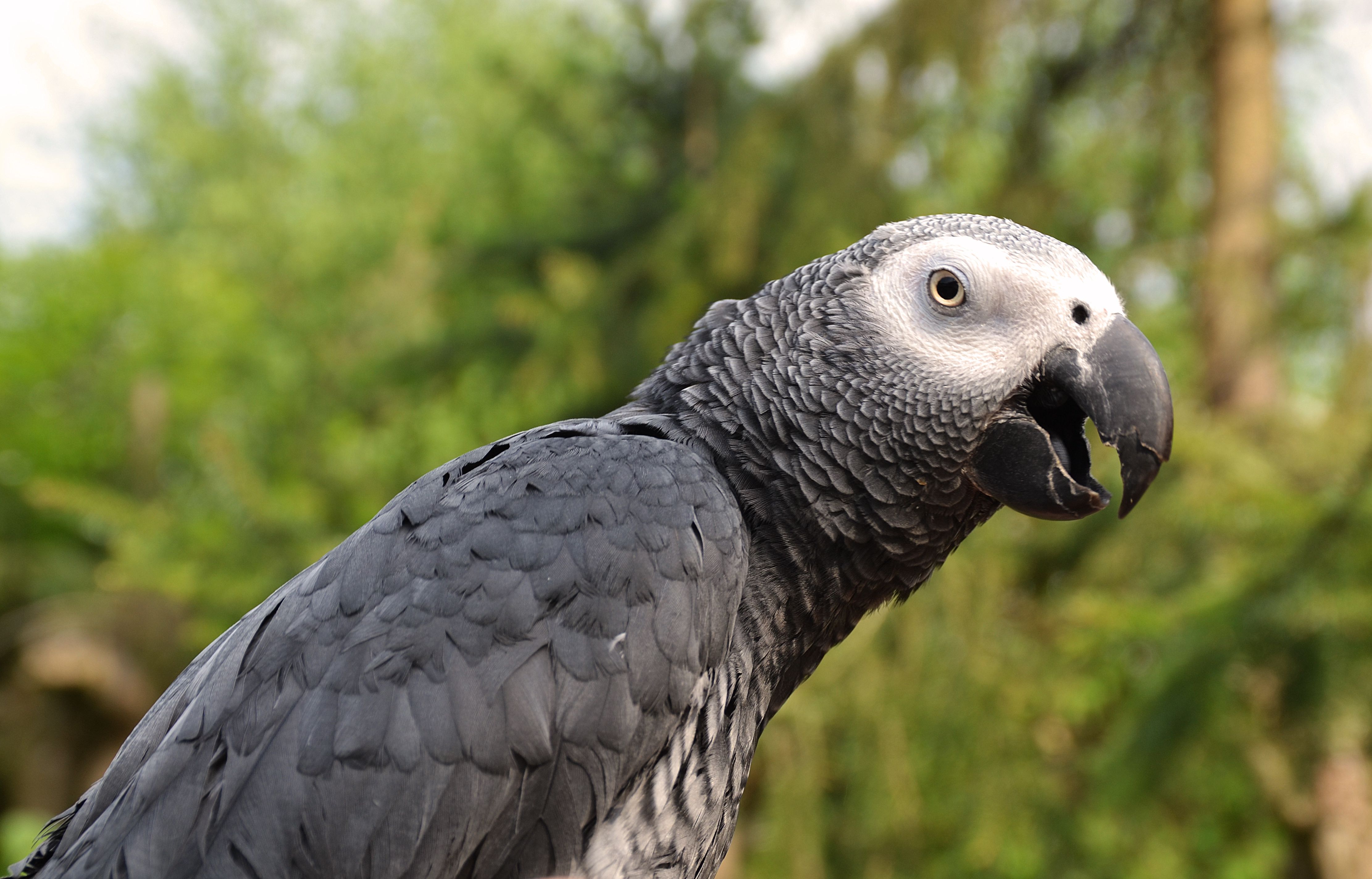 Close-up of an African grey parrot