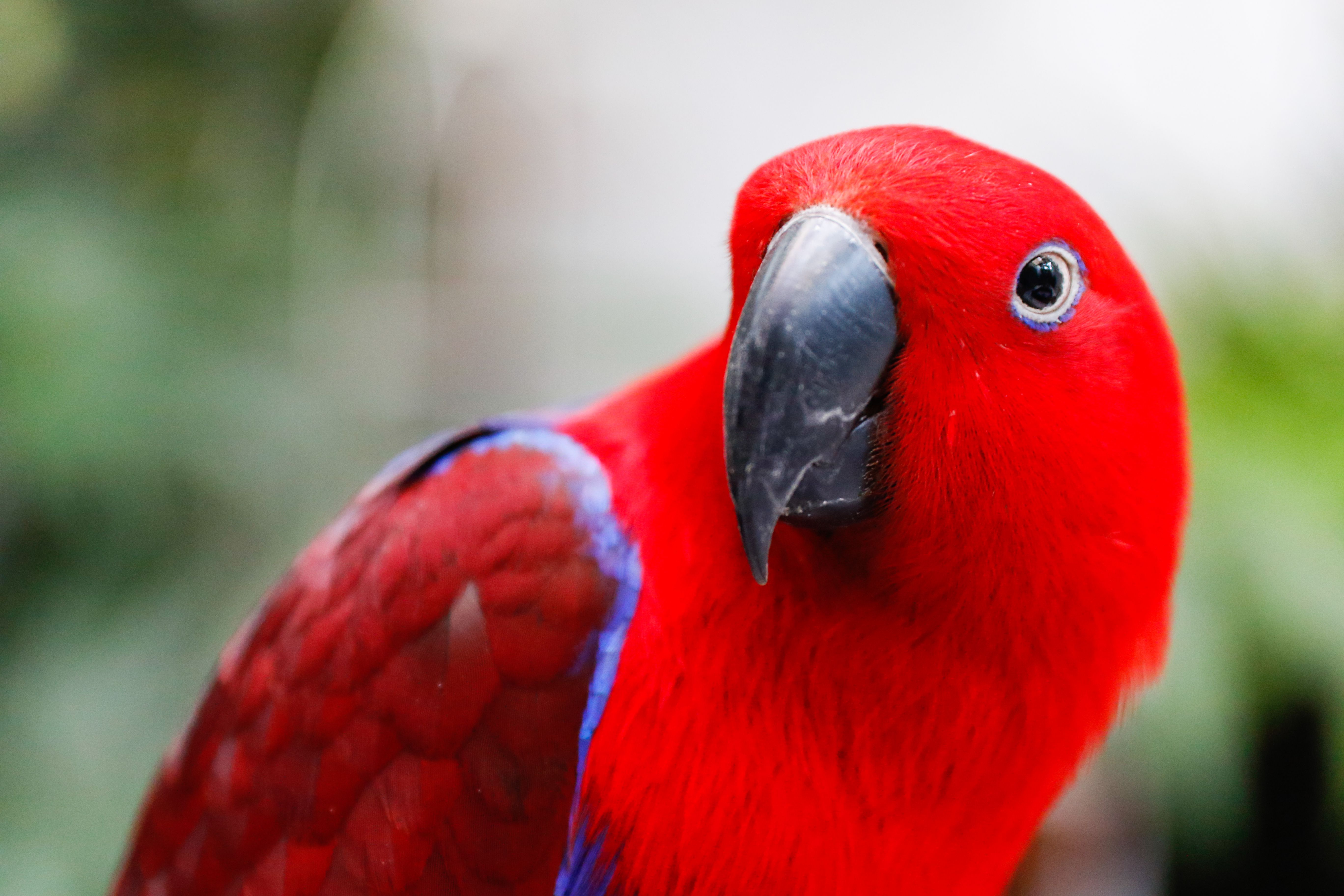 Close-up of an eclectus parrot in an aviary