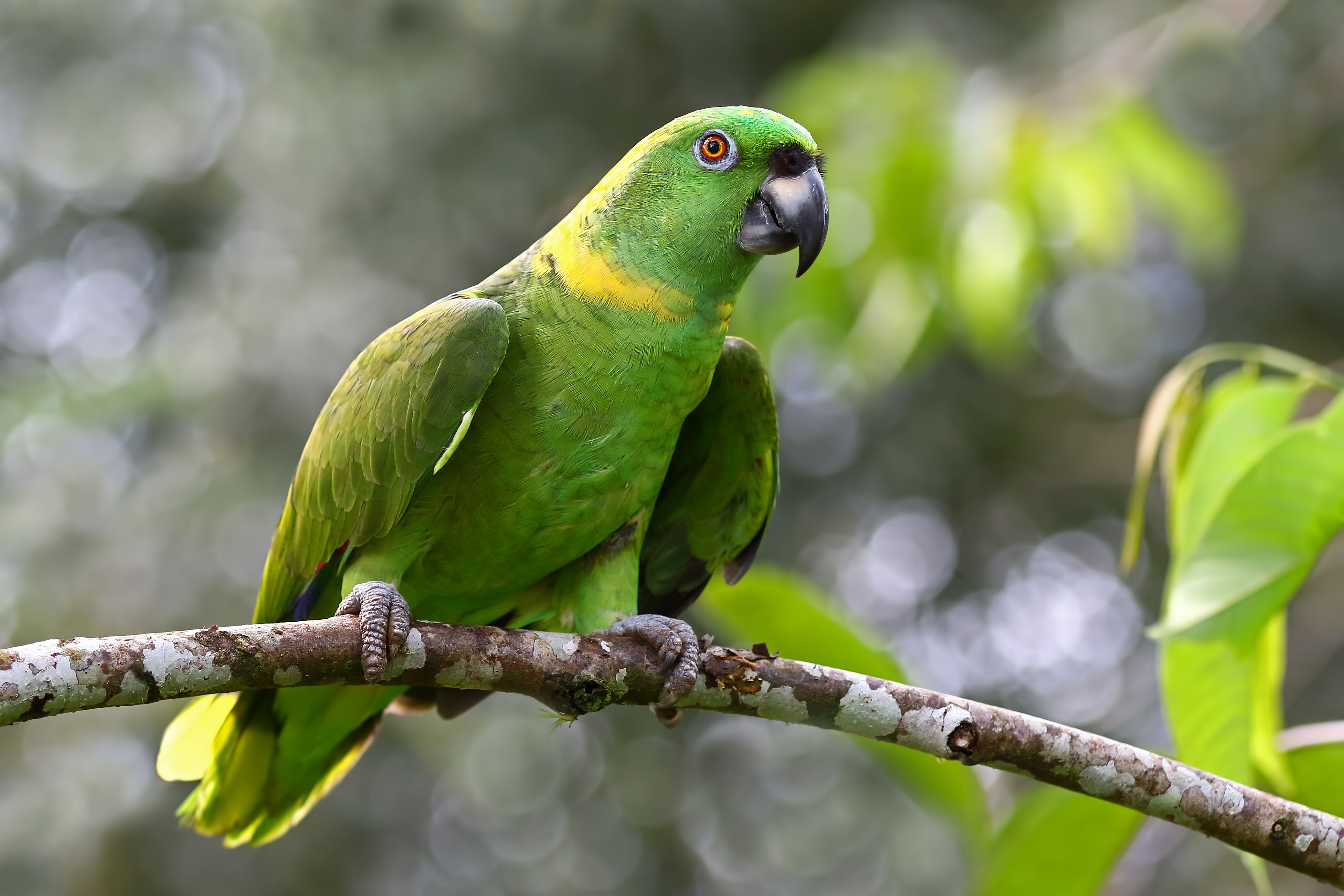 Yellow-naped Amazon parrot on a branch