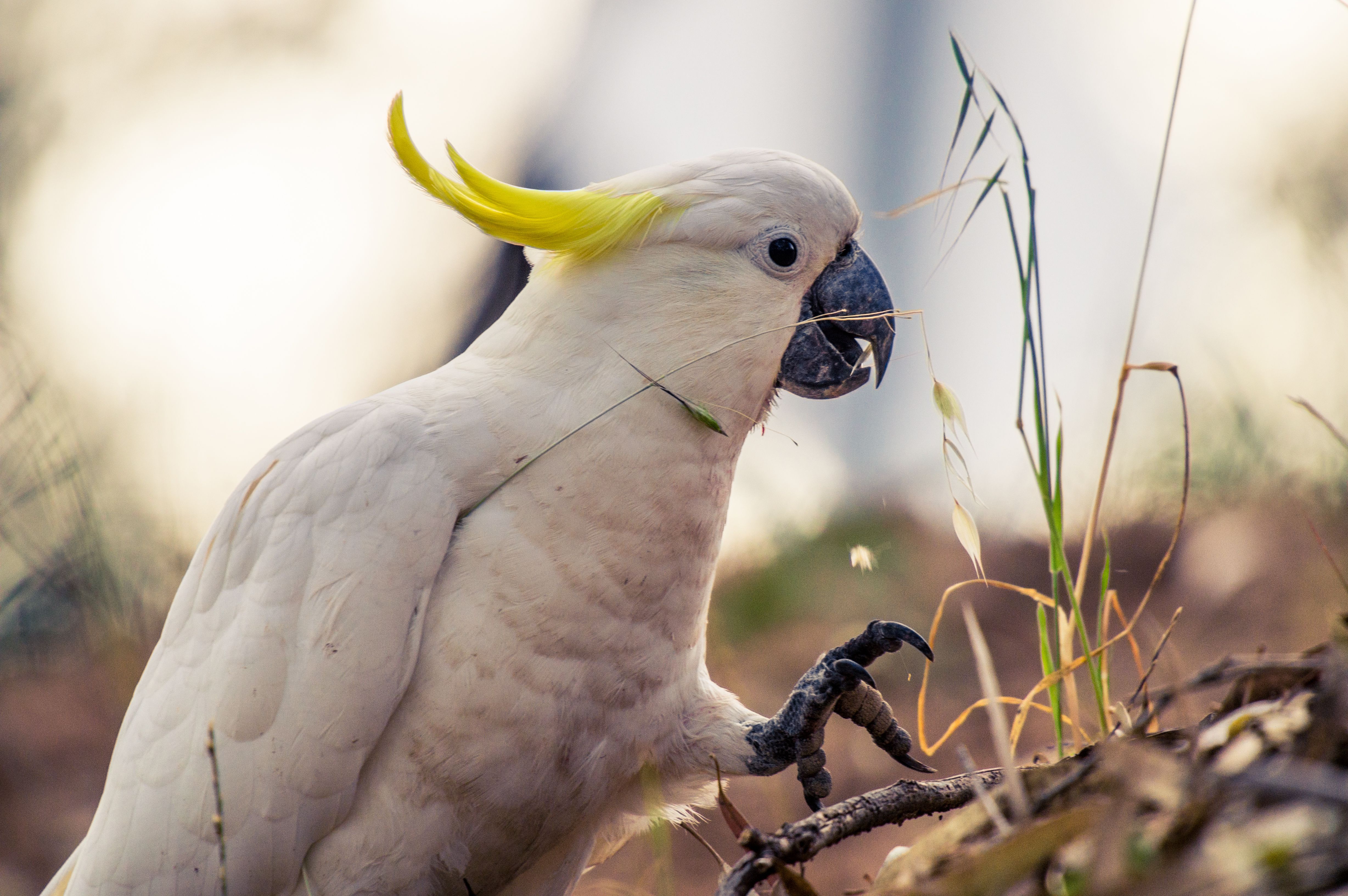 Sulphur-crested cockatoo walking in a field