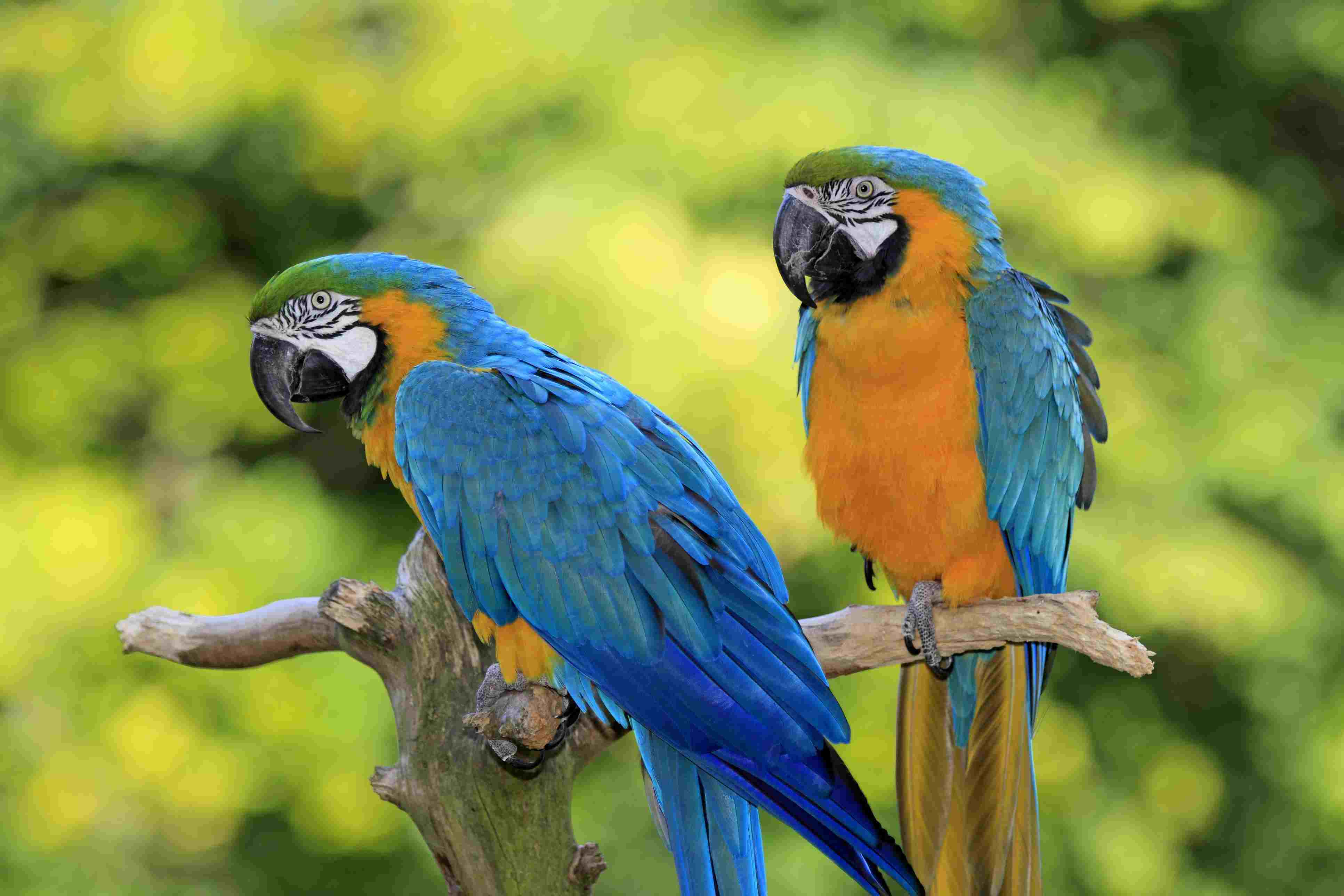 Two blue-and-gold macaws perched on a tree