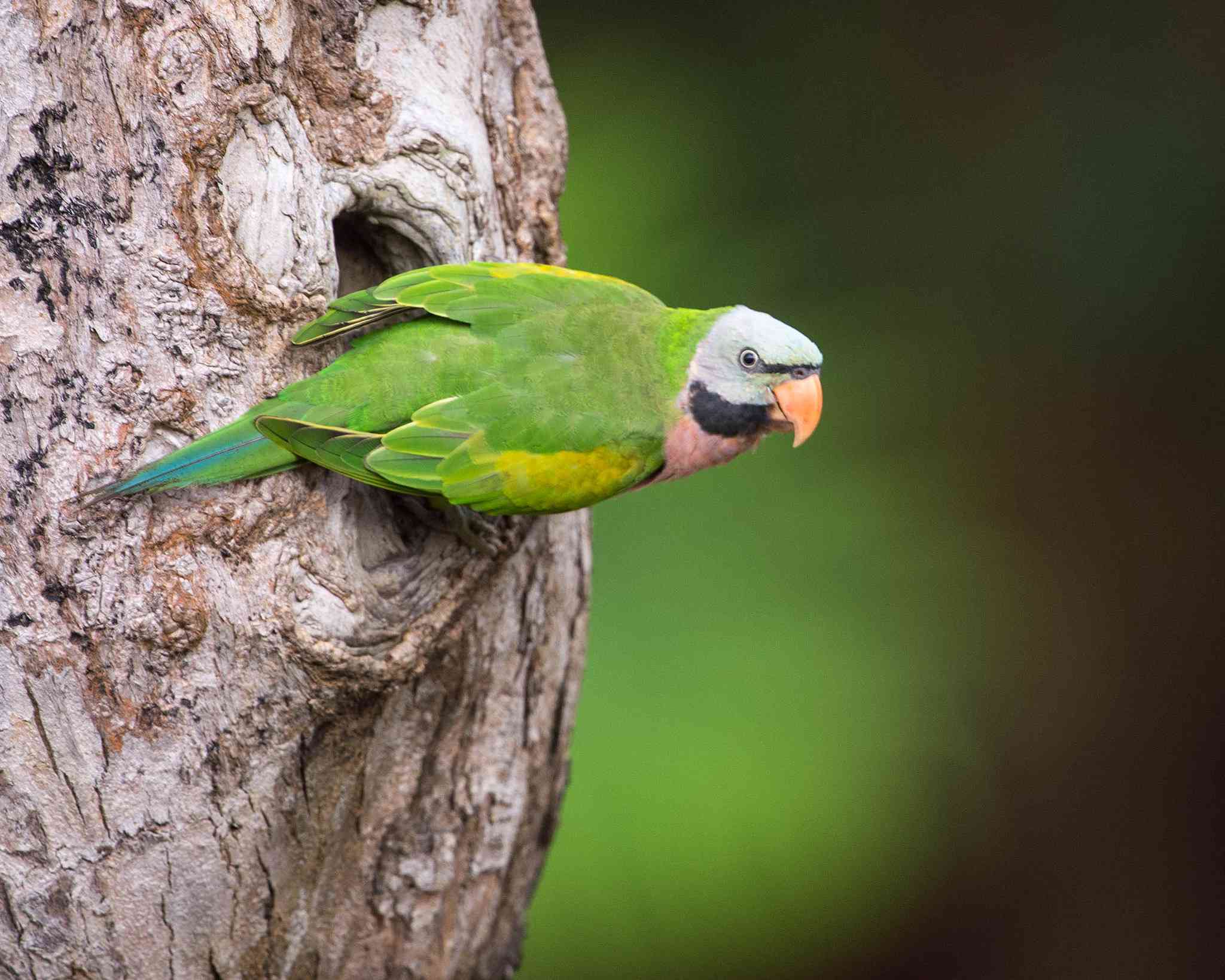Red-breasted parakeet on tree