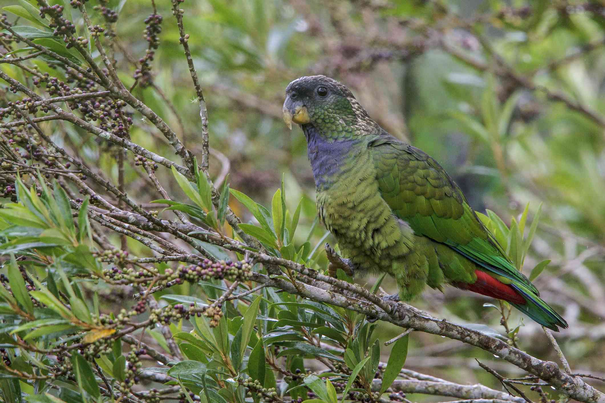 Pionus parrot in a tree