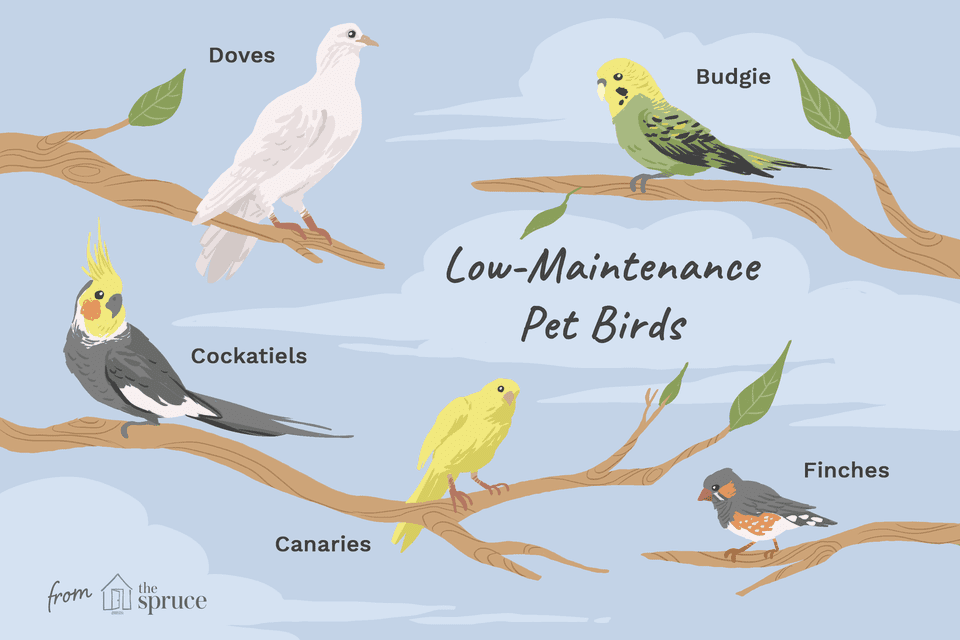 Low-maintenance pet birds species