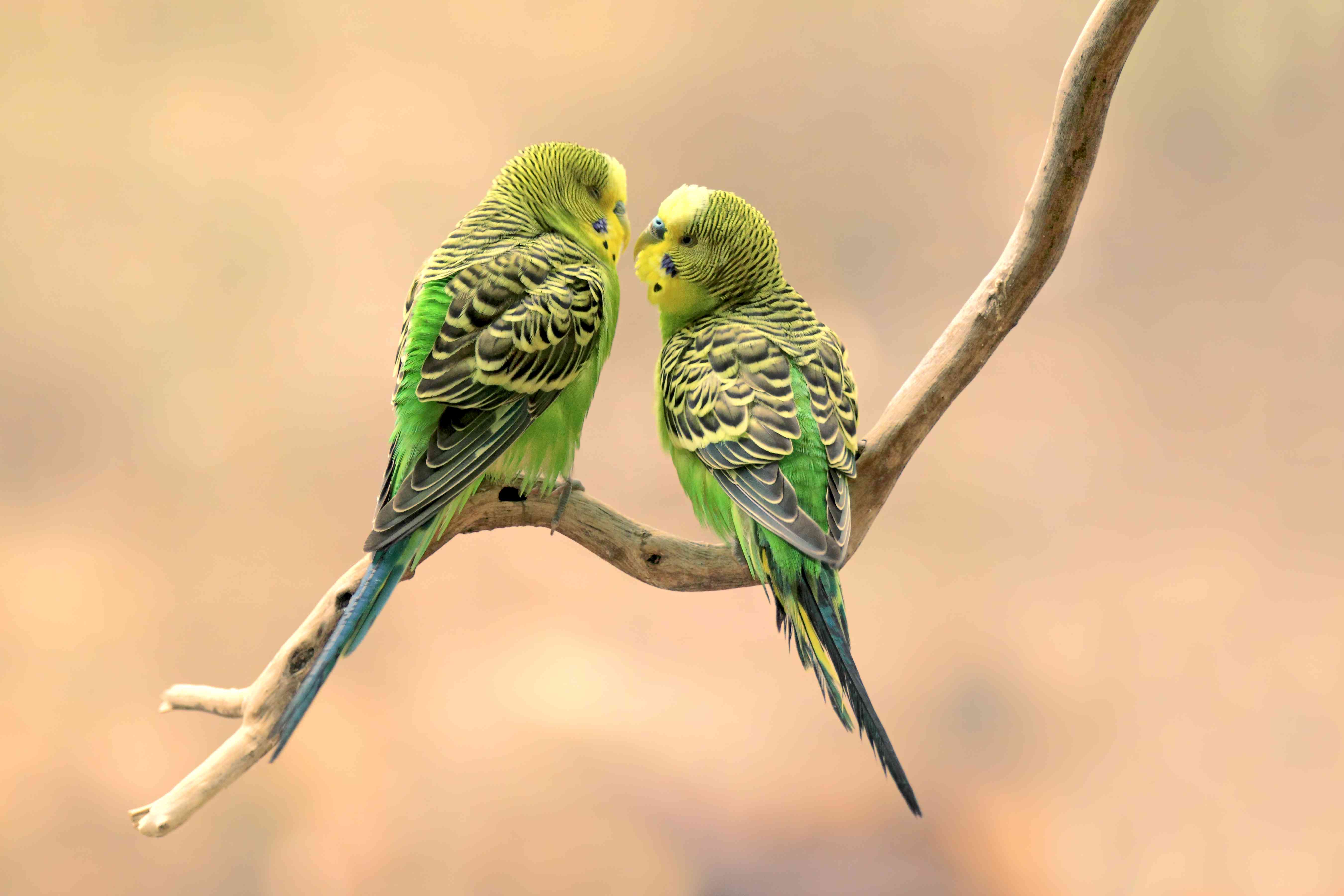 two green budgies on a branch