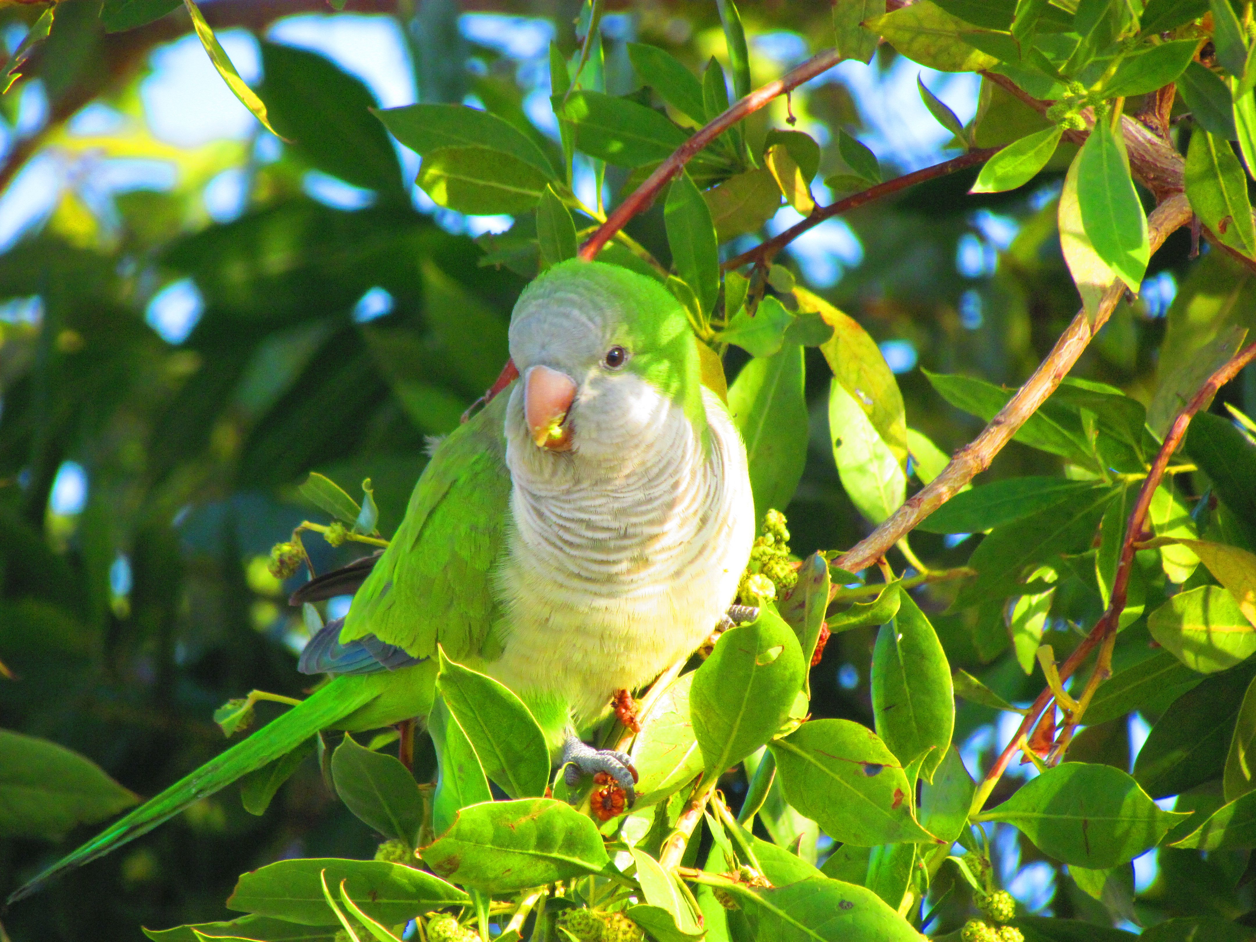 Quaker parrot in a tree
