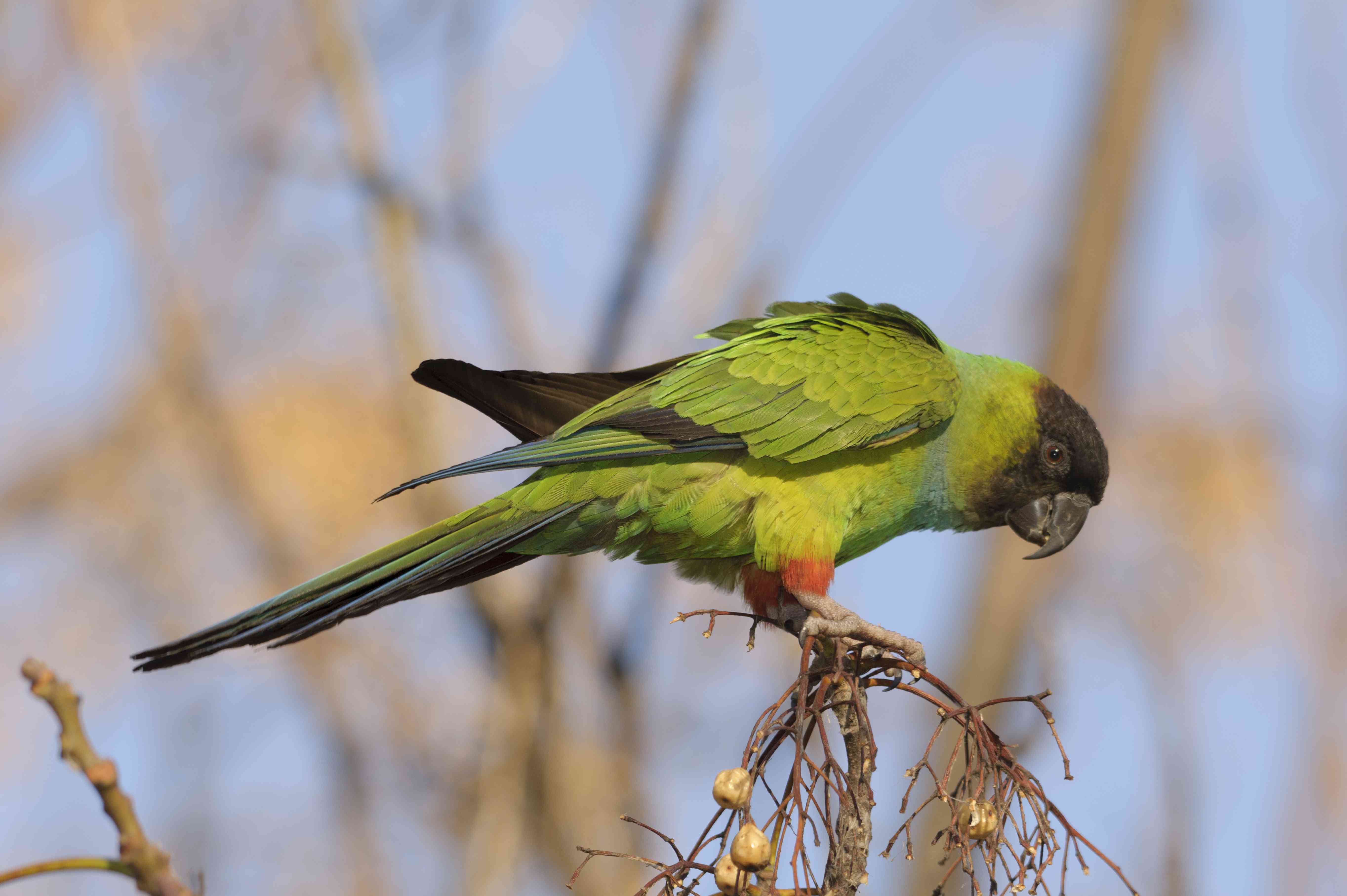 black-hooded parakeet (nanday conure) in a tree