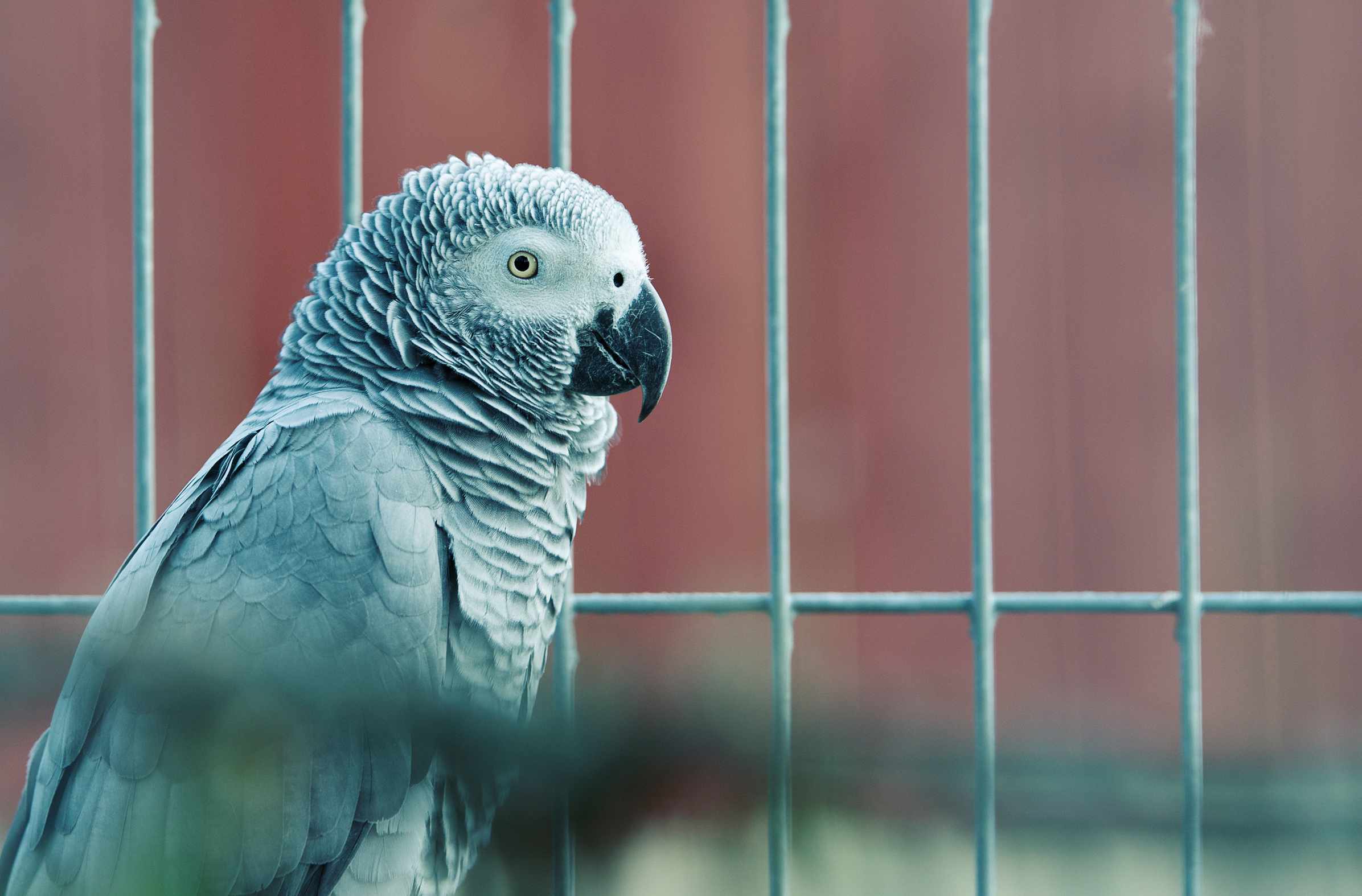 Close-up of African Grey