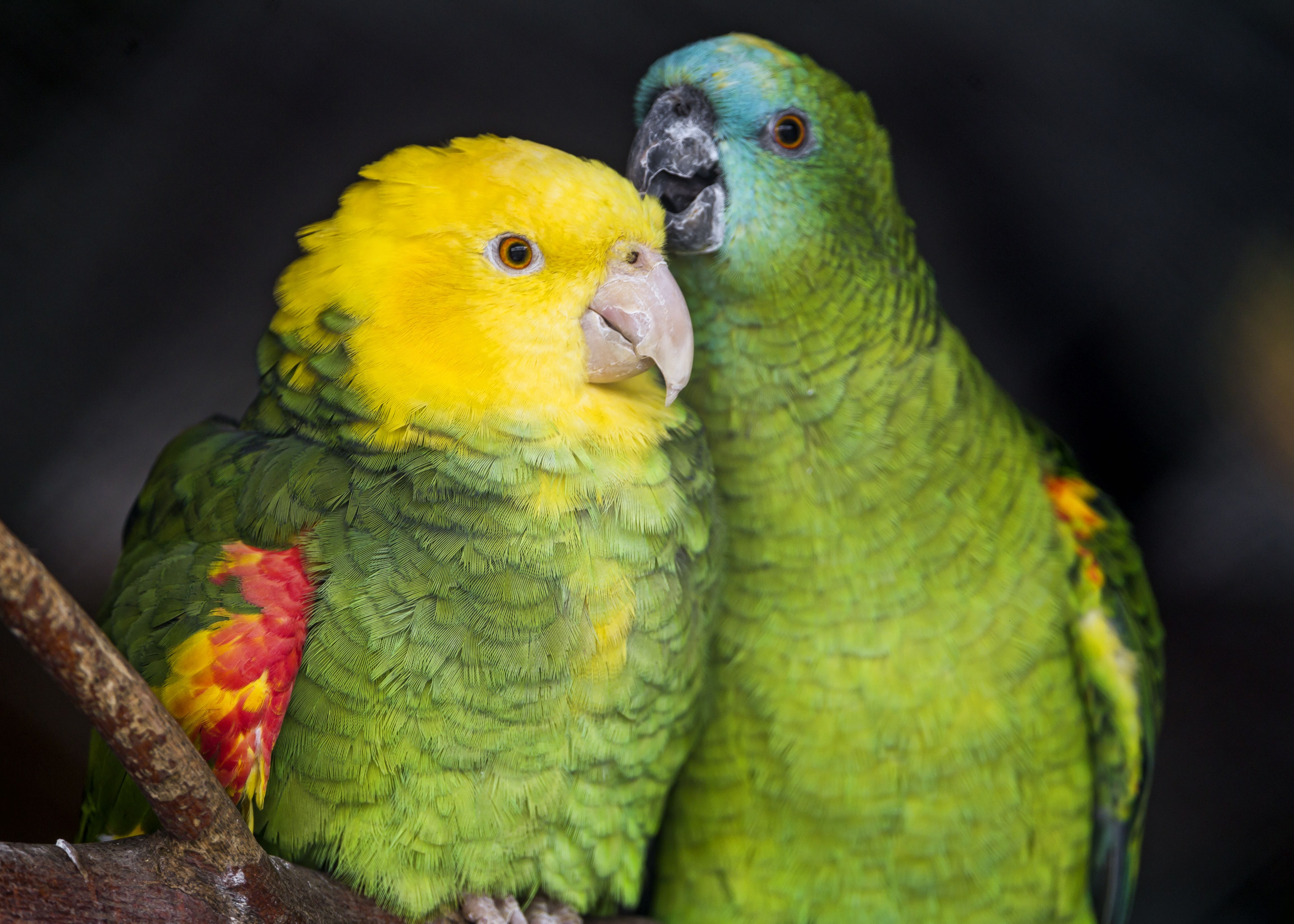 Two Amazon parrots