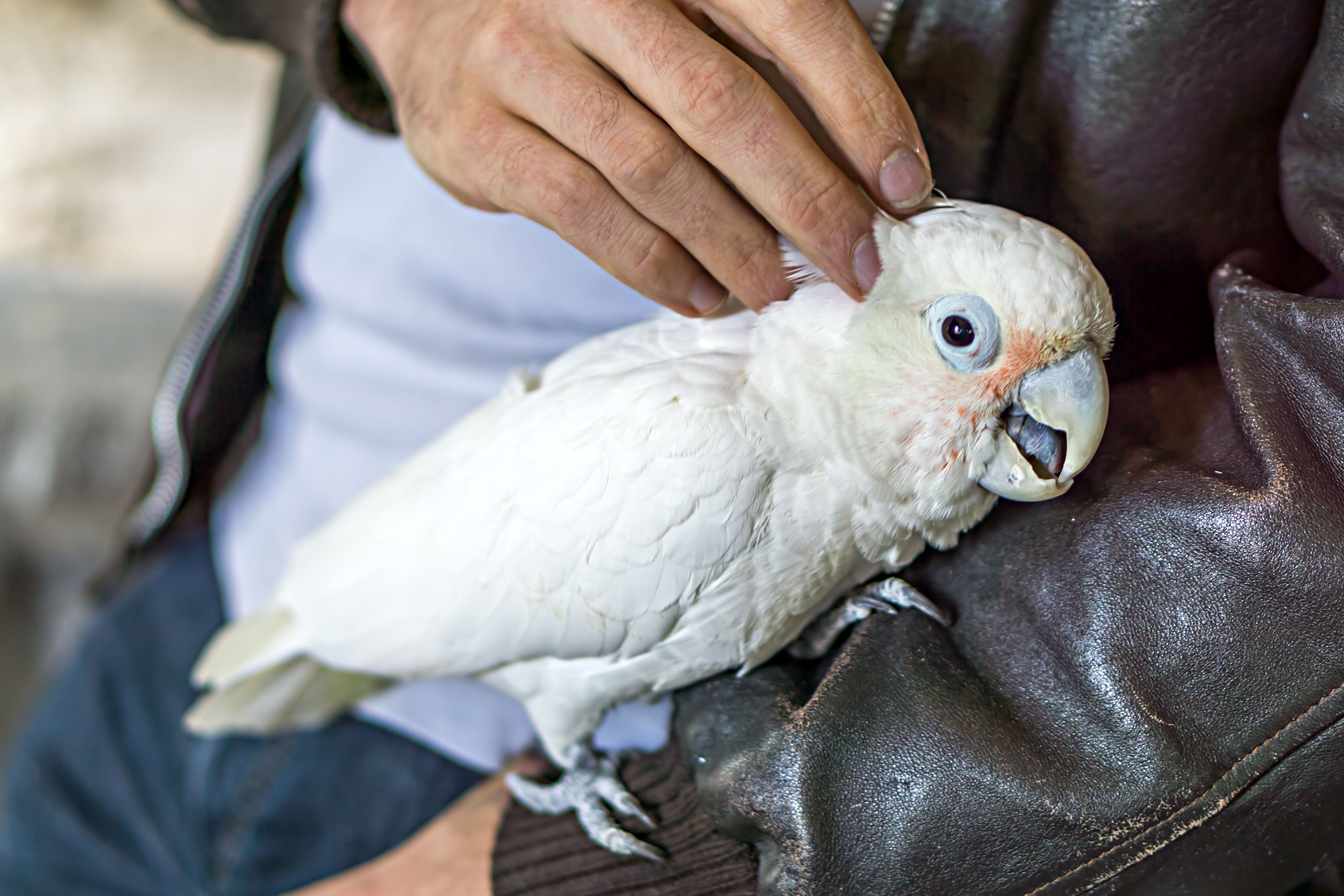 Tame cockatoo on a man with leather jacket