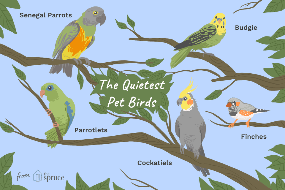 Illustration of the quietest pet bird species