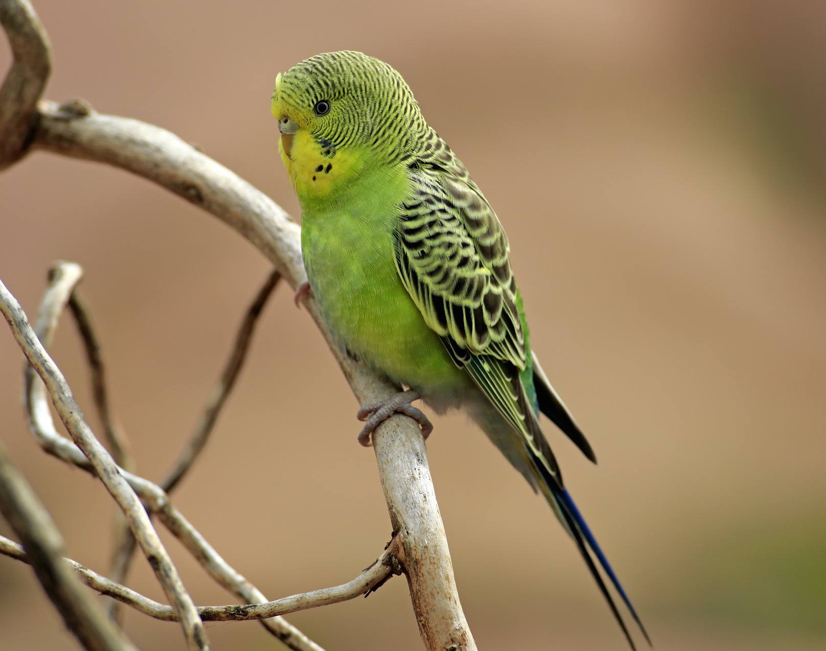 Green budgerigar sitting on a branch