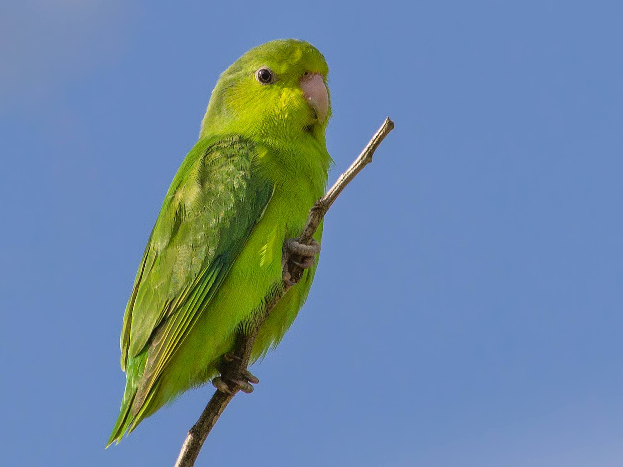 Green parrotlet standing on a branch near the tip