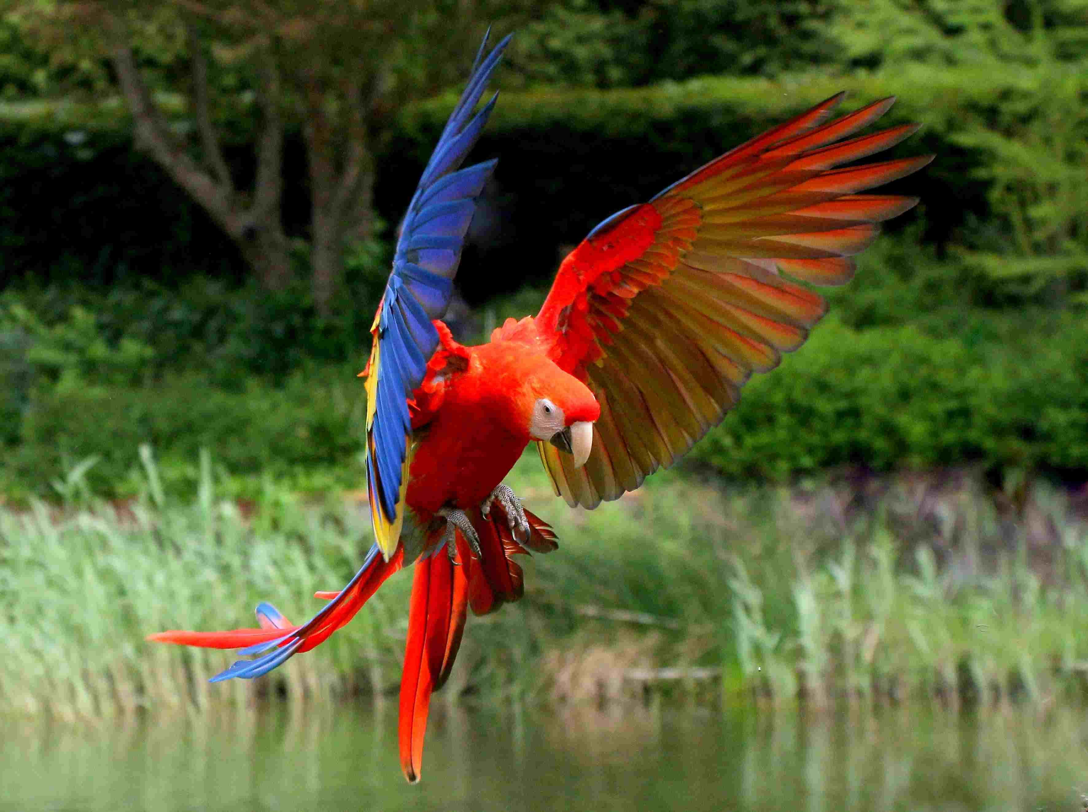 Scarlet macaw flying
