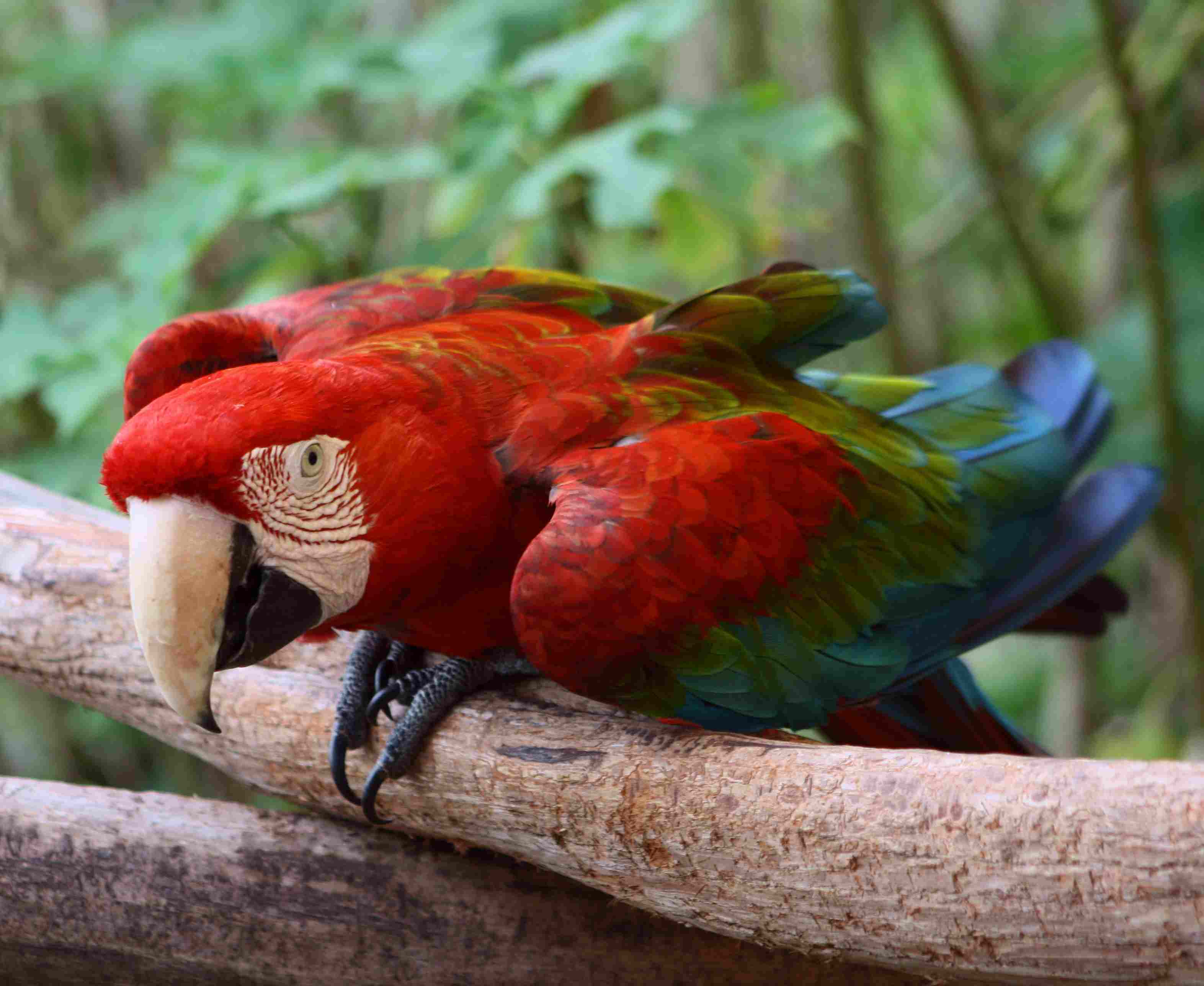 red-and-green macaw on a branch