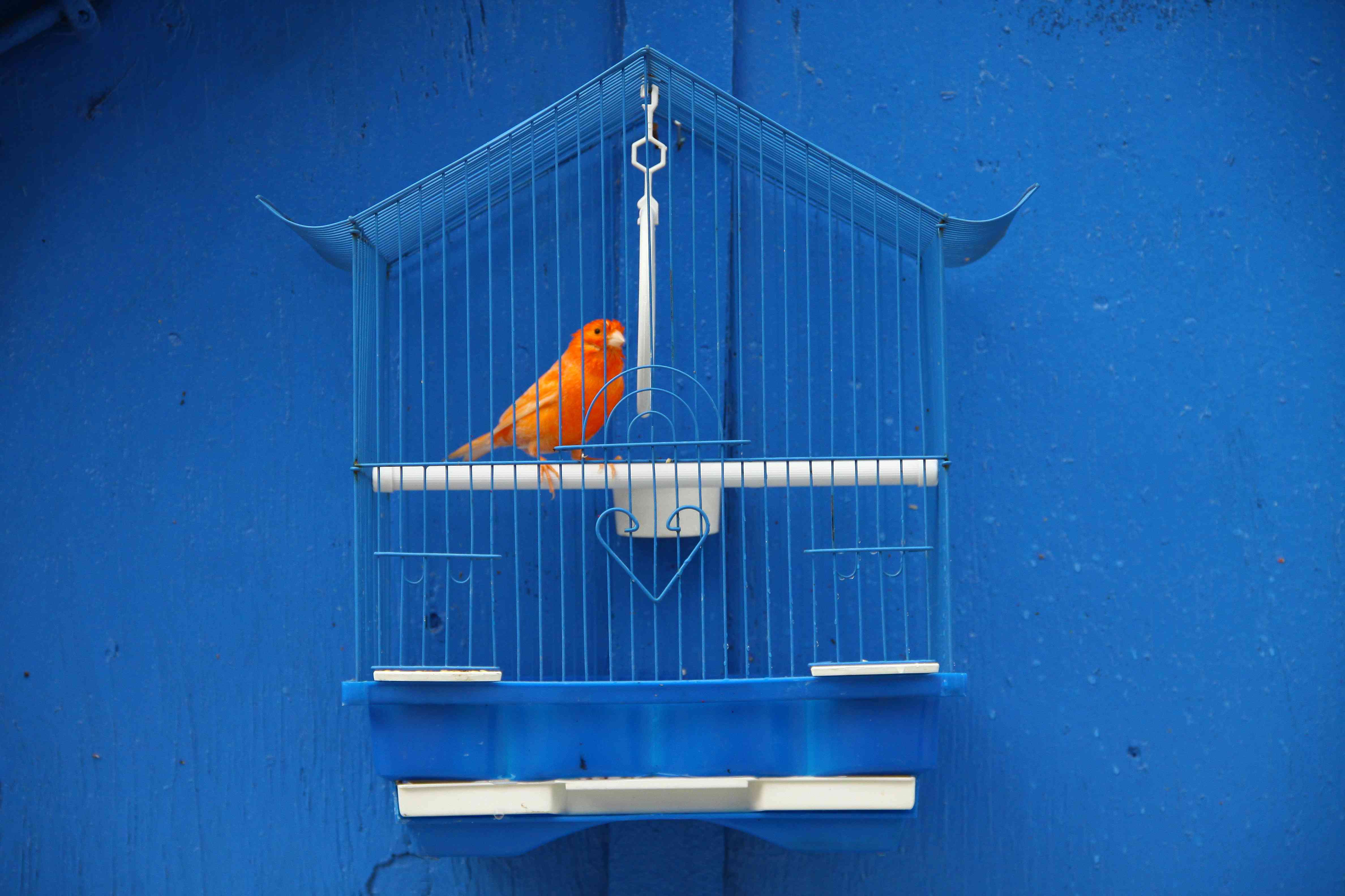 red canary in blue cage against blue wall