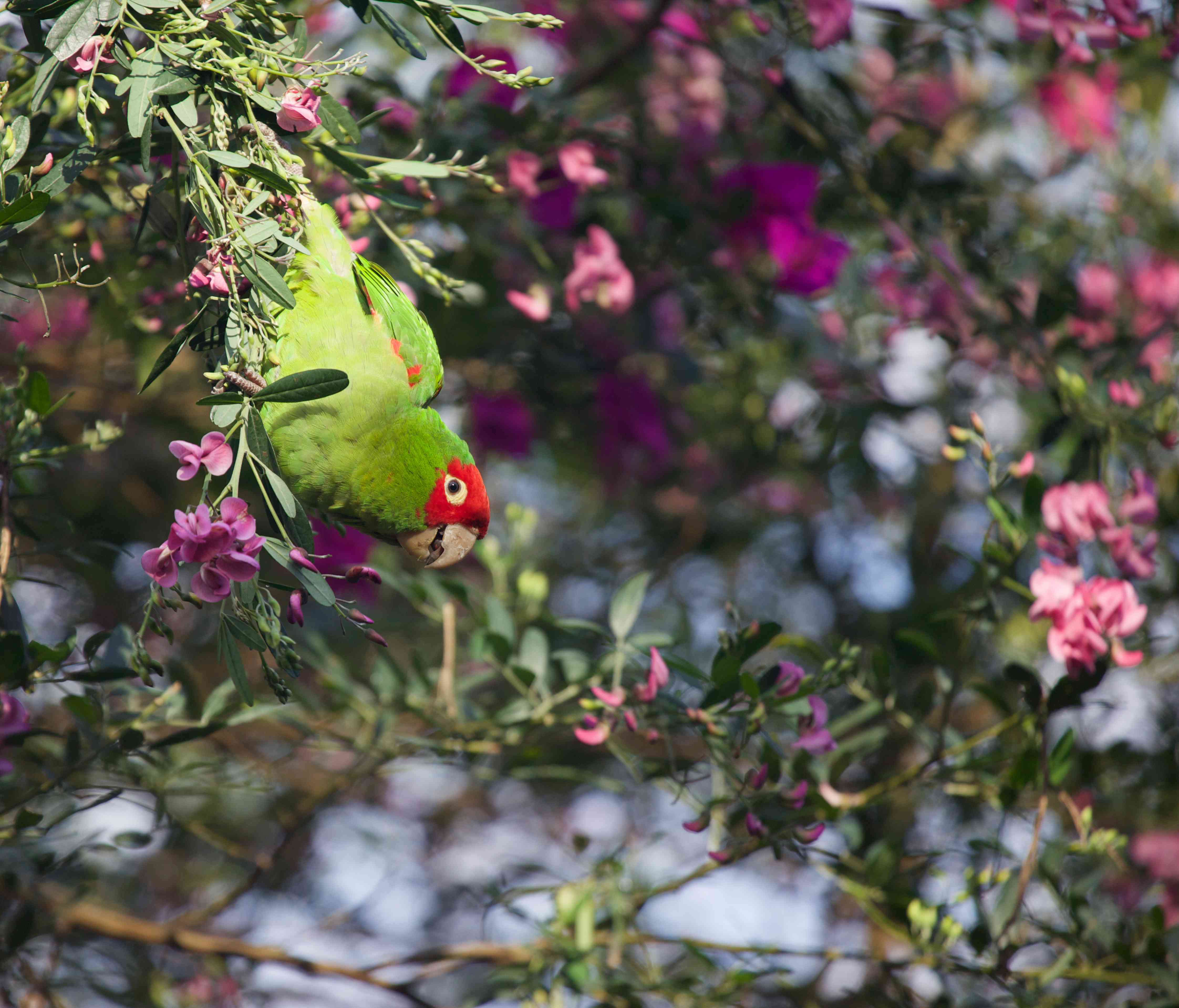cherry-headed conure in a tree