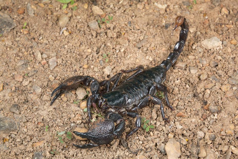 Emperor scorpion on rocky soil