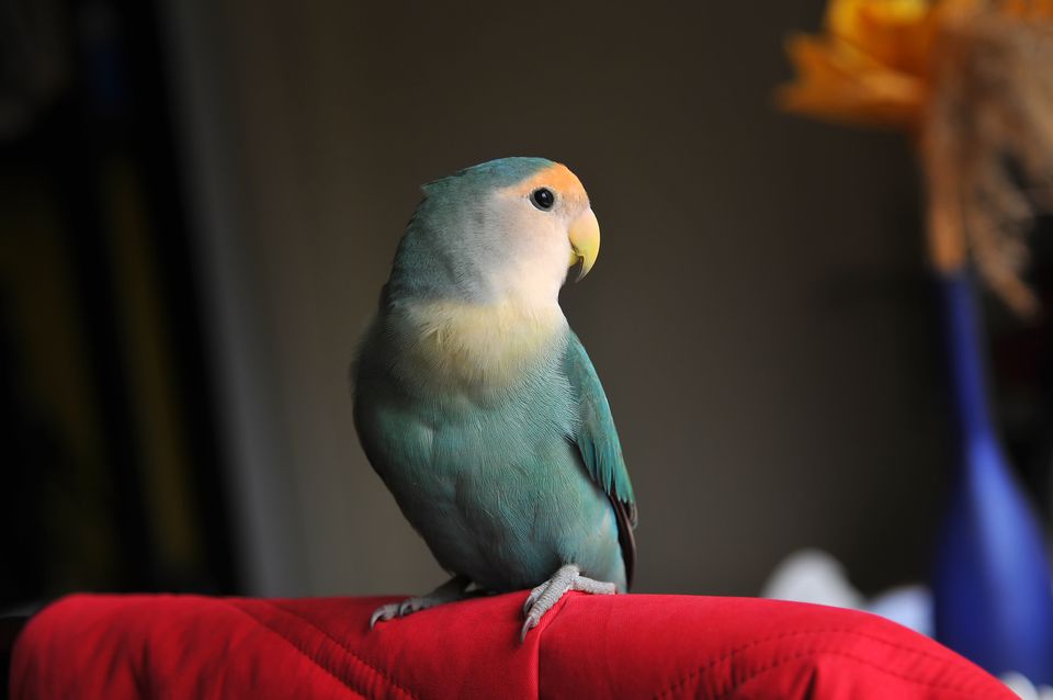 Small pet lovebird perched on furniture
