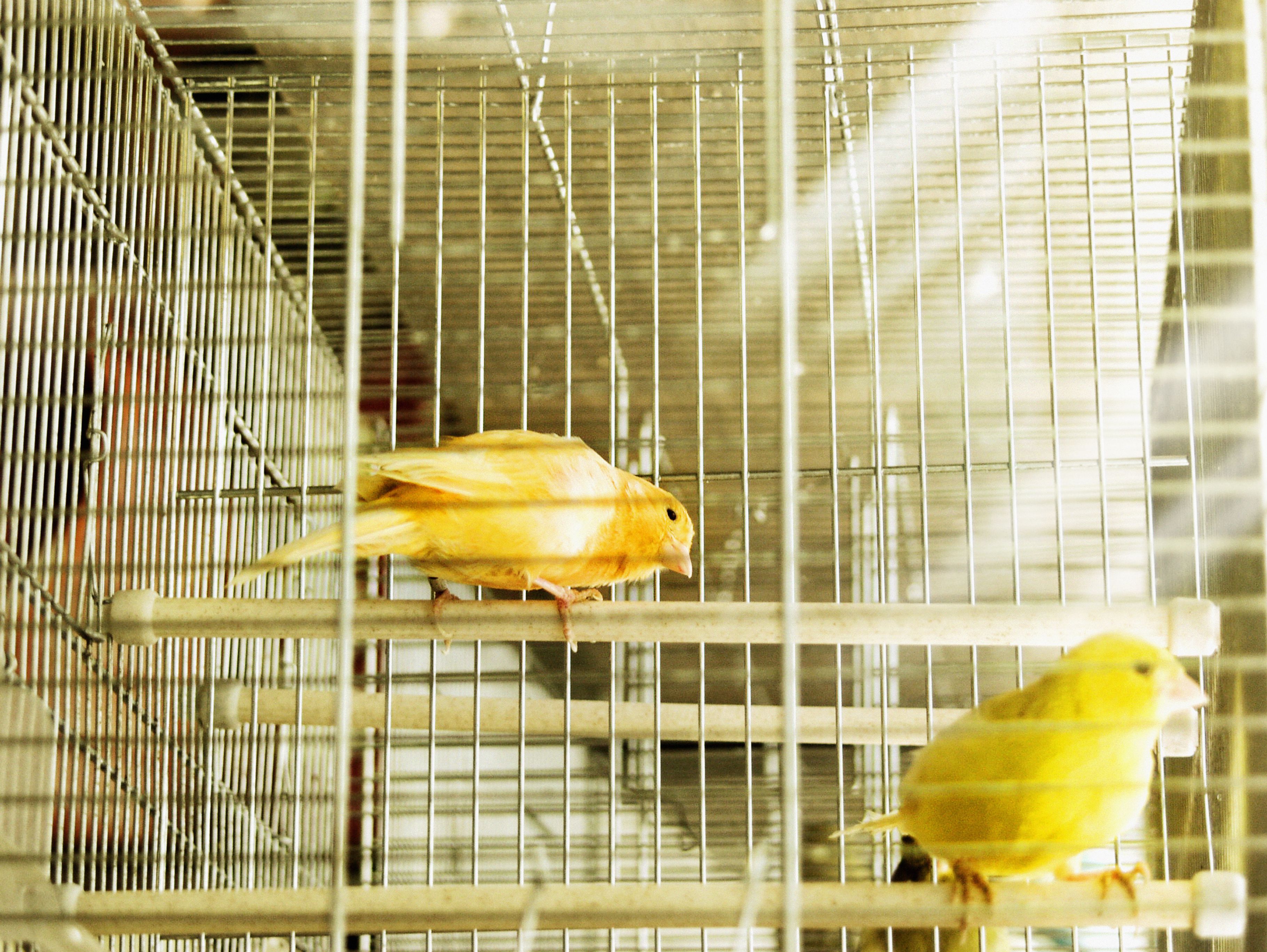two yellow canaries in a cage