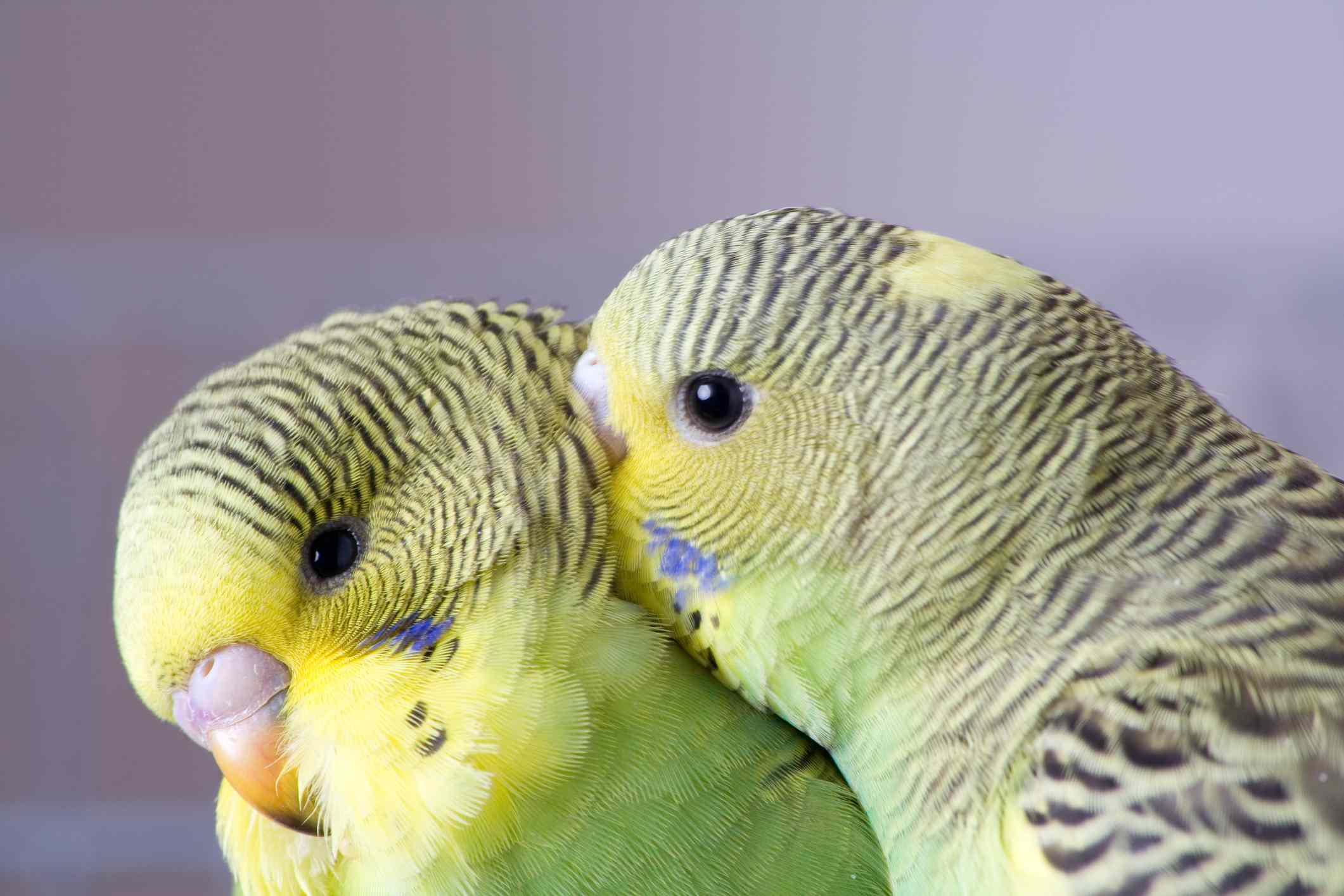 two parakeets sitting together