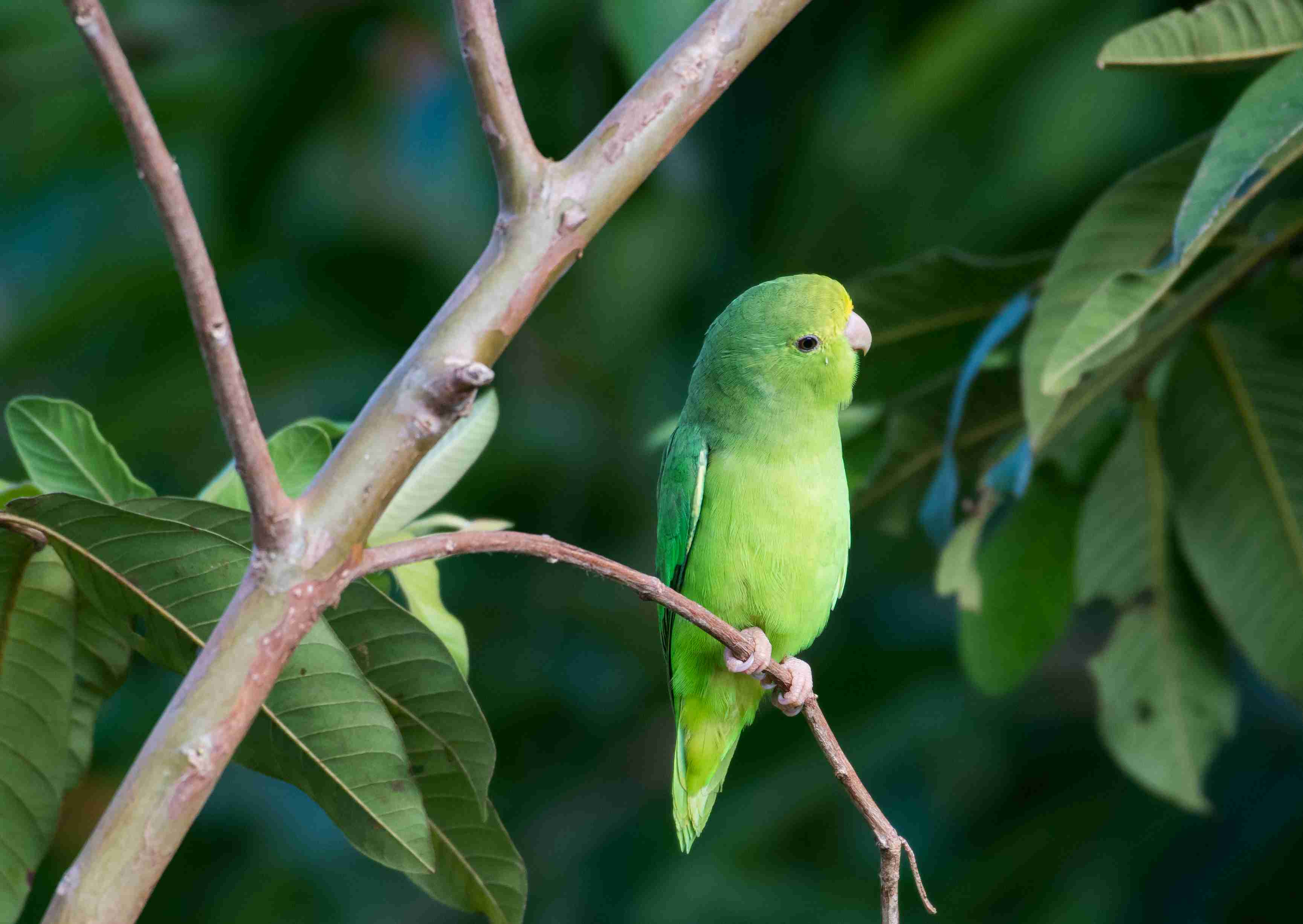 green parrotlet on a branch